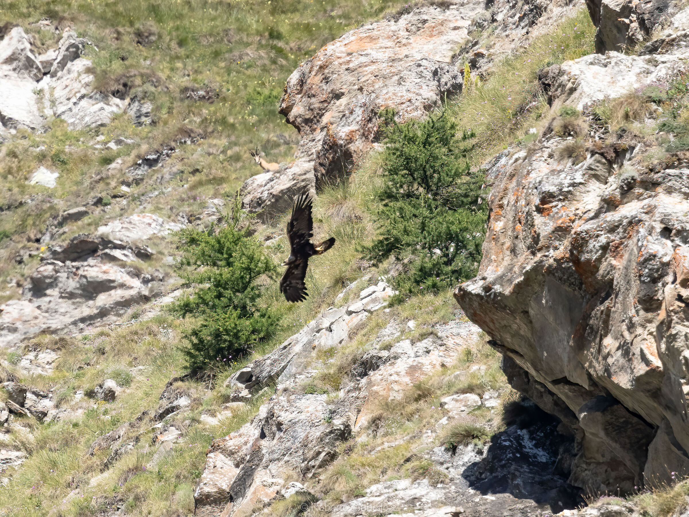 Aquila Reale (Aquila chrysaetos)