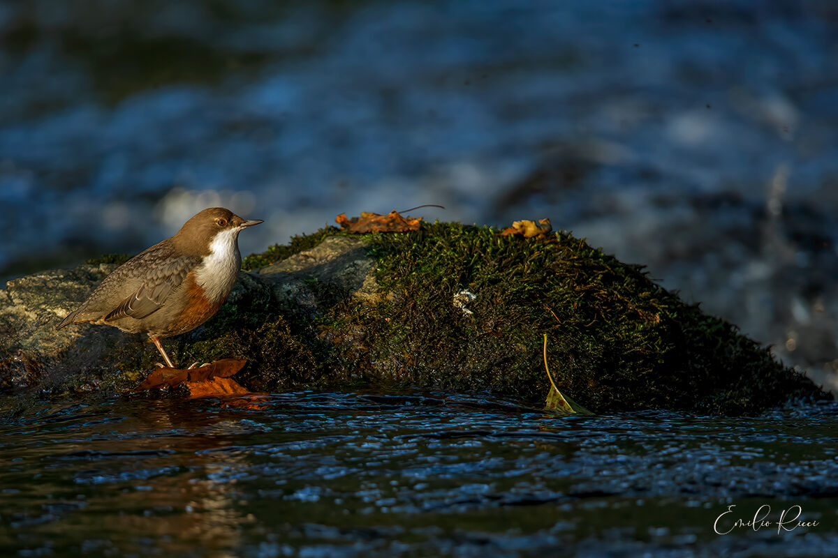 White-throated dipper