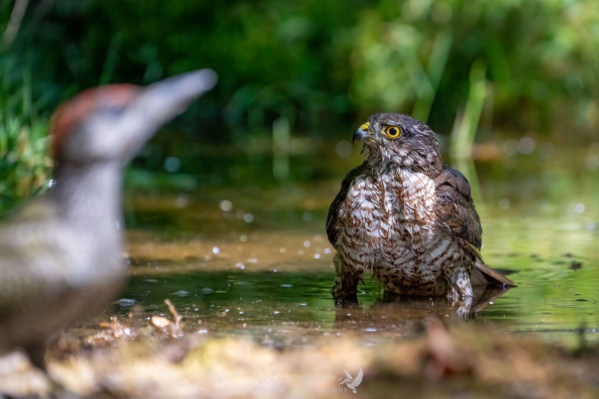 Dangerous encounters