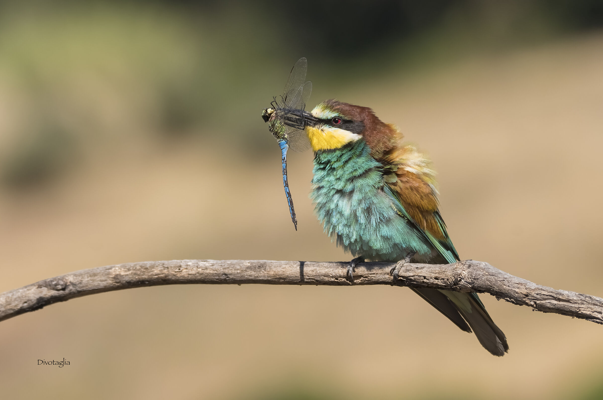 Bee-eater