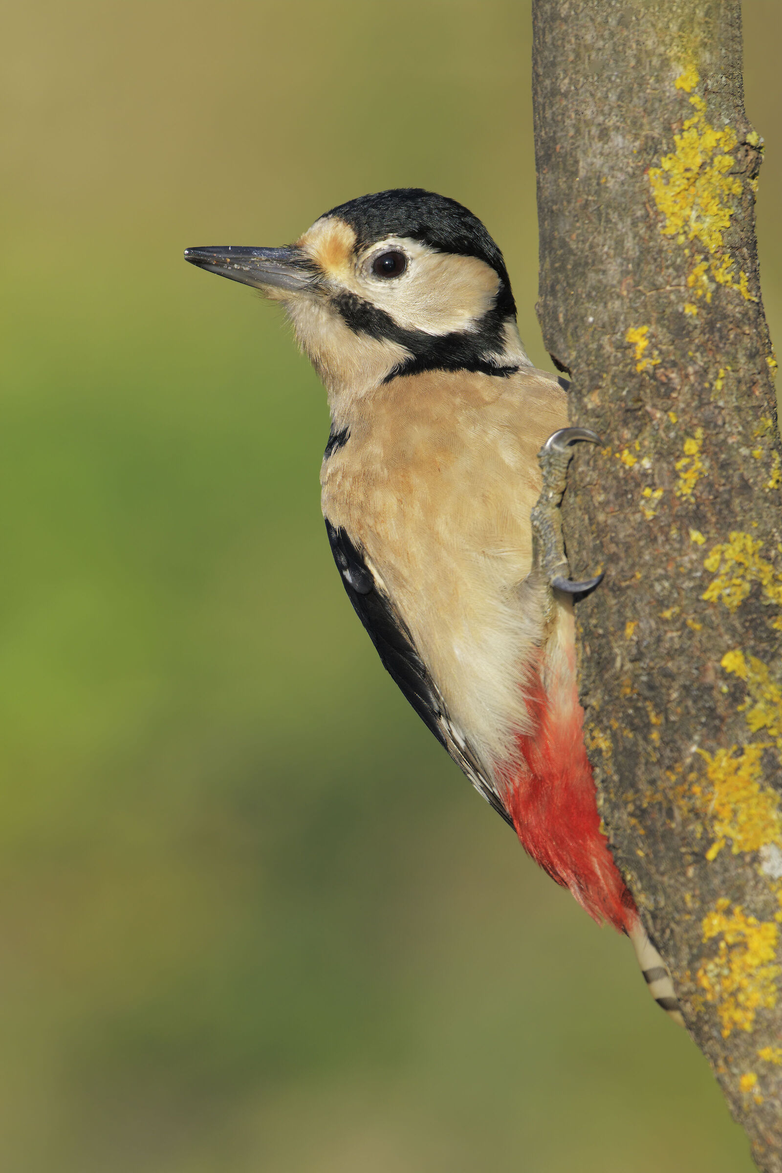 Picchio rosso maggiore