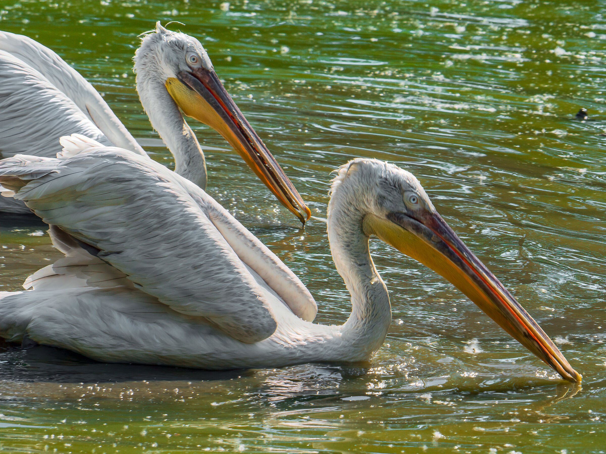 Synchronized swimming
