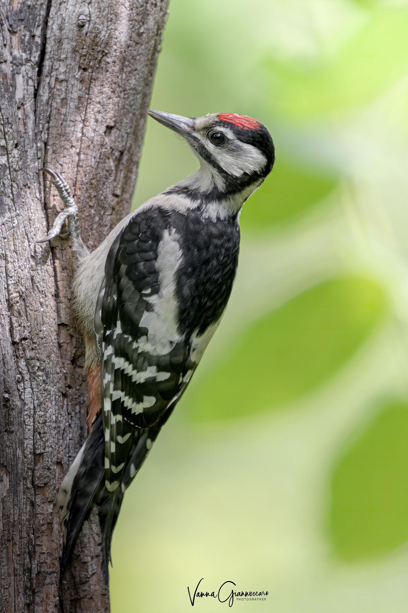 Picchio rosso maschio