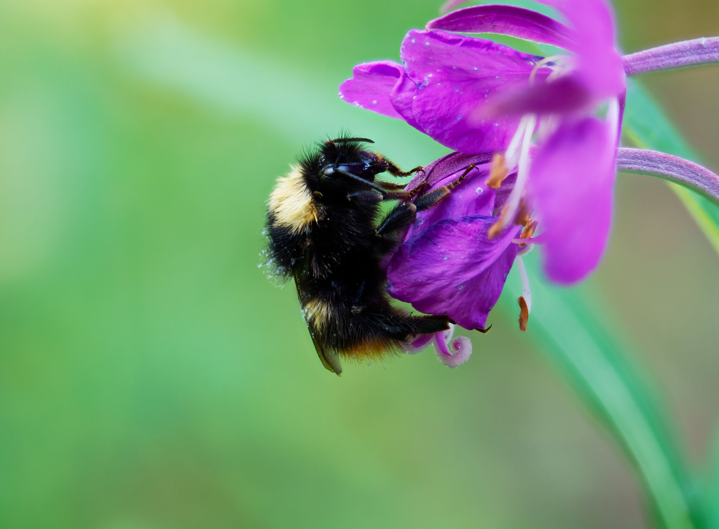 Bombus Terrestris