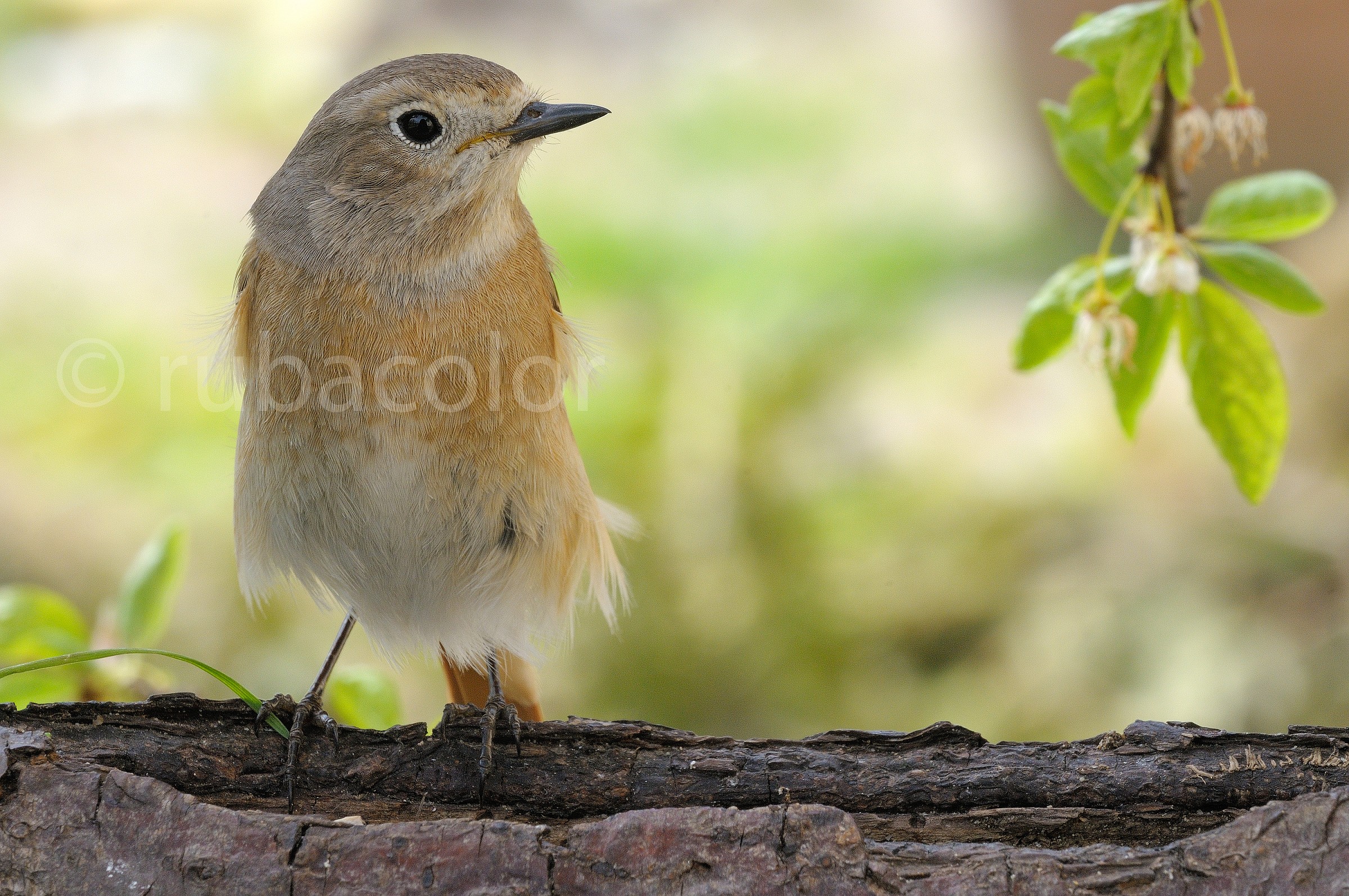 A redstart spring