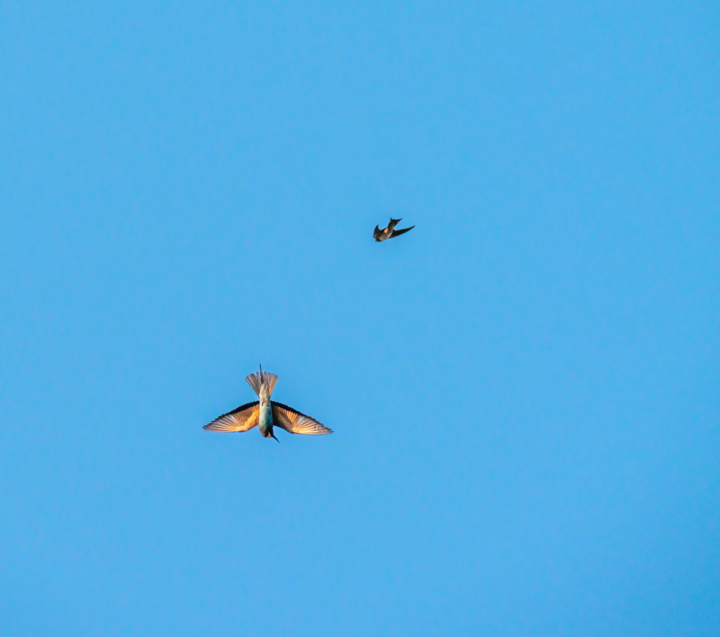 Swooping bee-eater