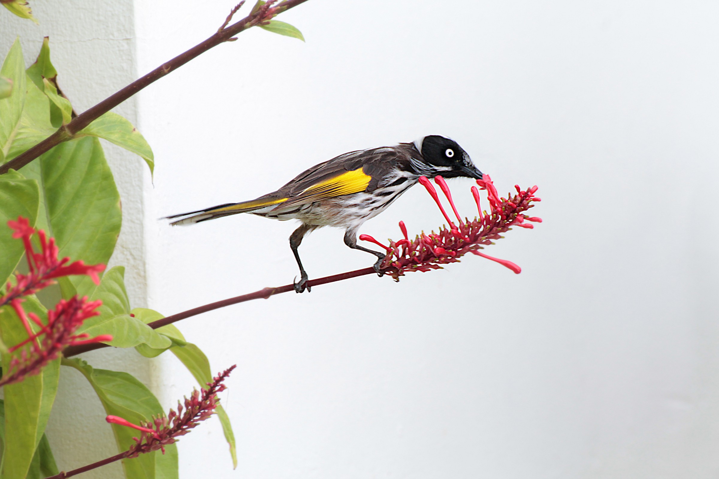 New Holland Honeyeater