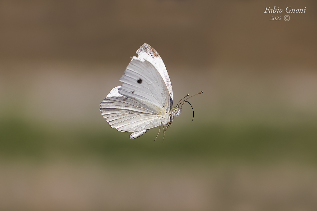 Cavolaia minore in volo