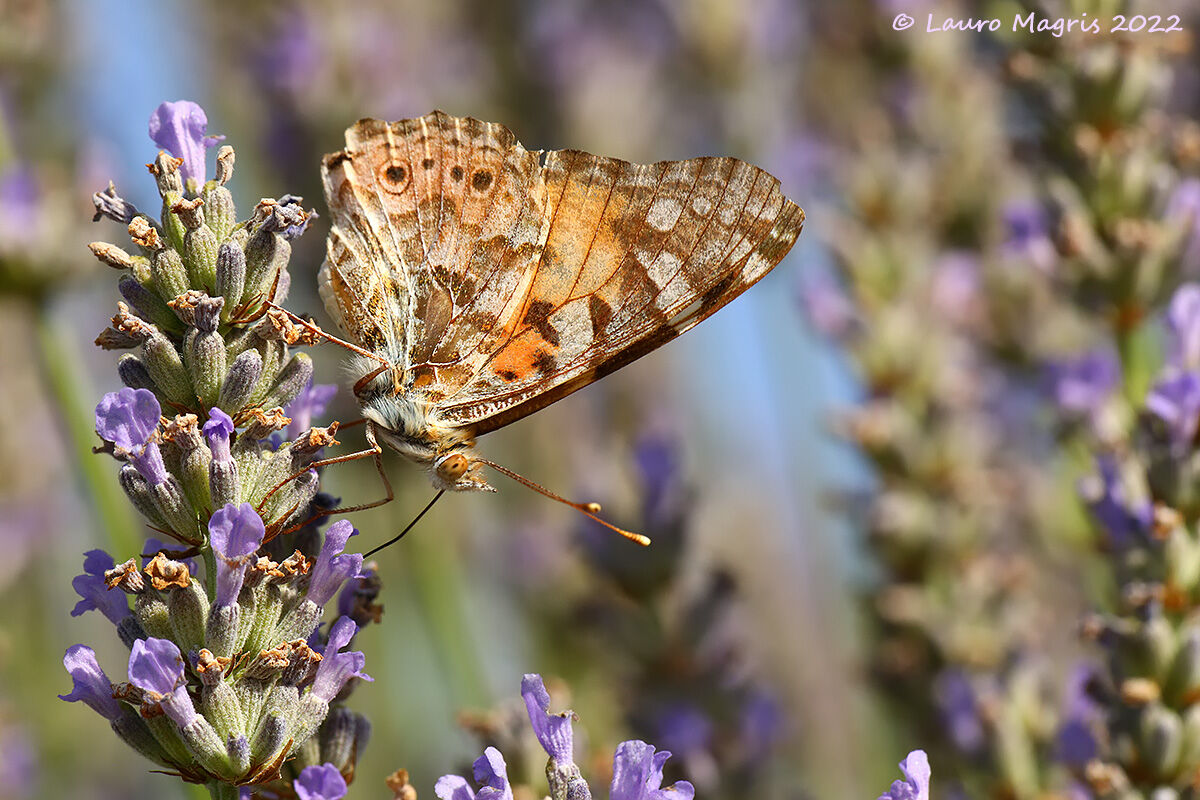 Vanessa del Cardo (Vanessa cardui)