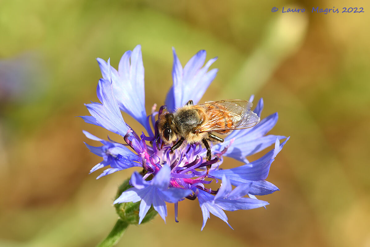 Fiordaliso con ospite