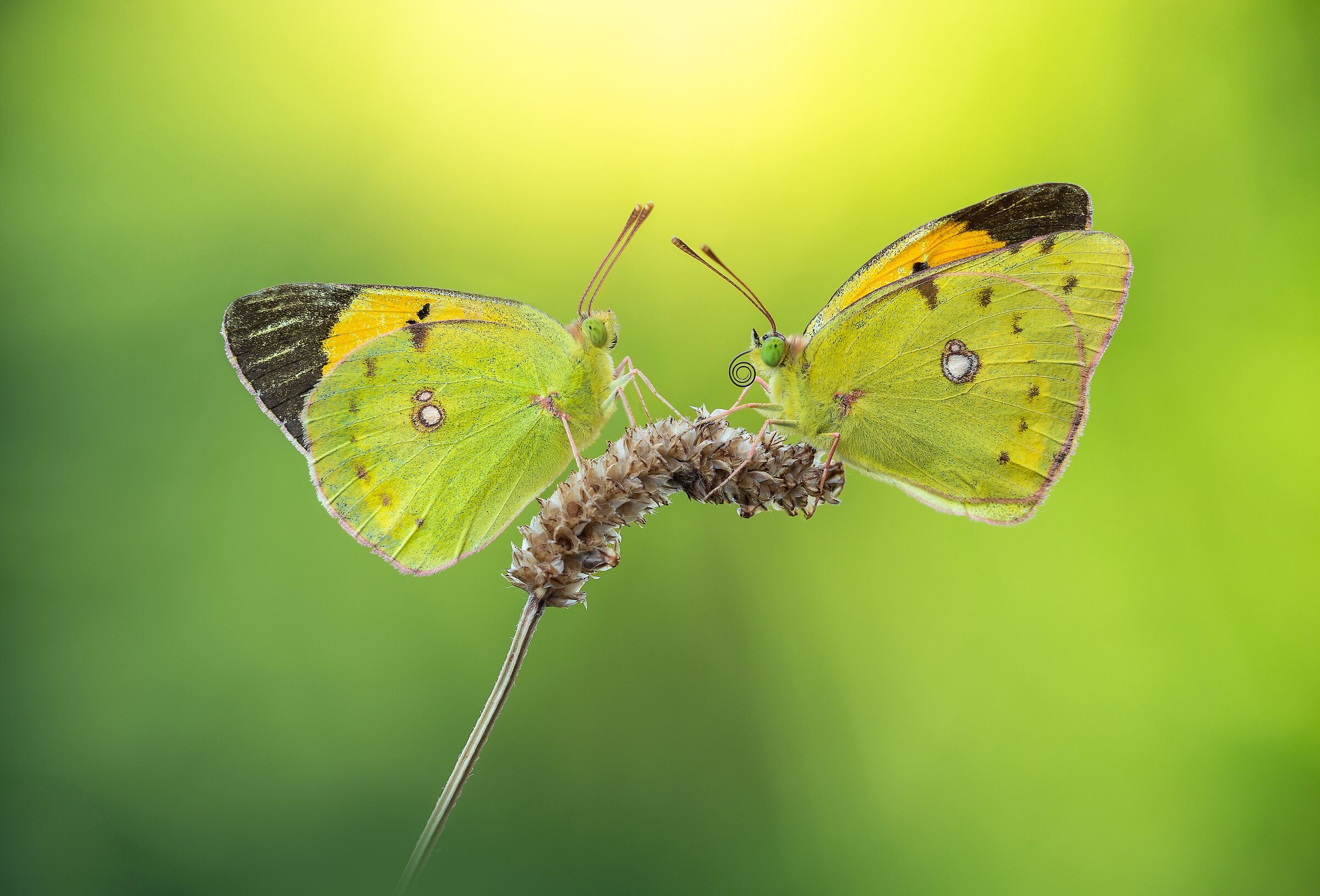 Colias