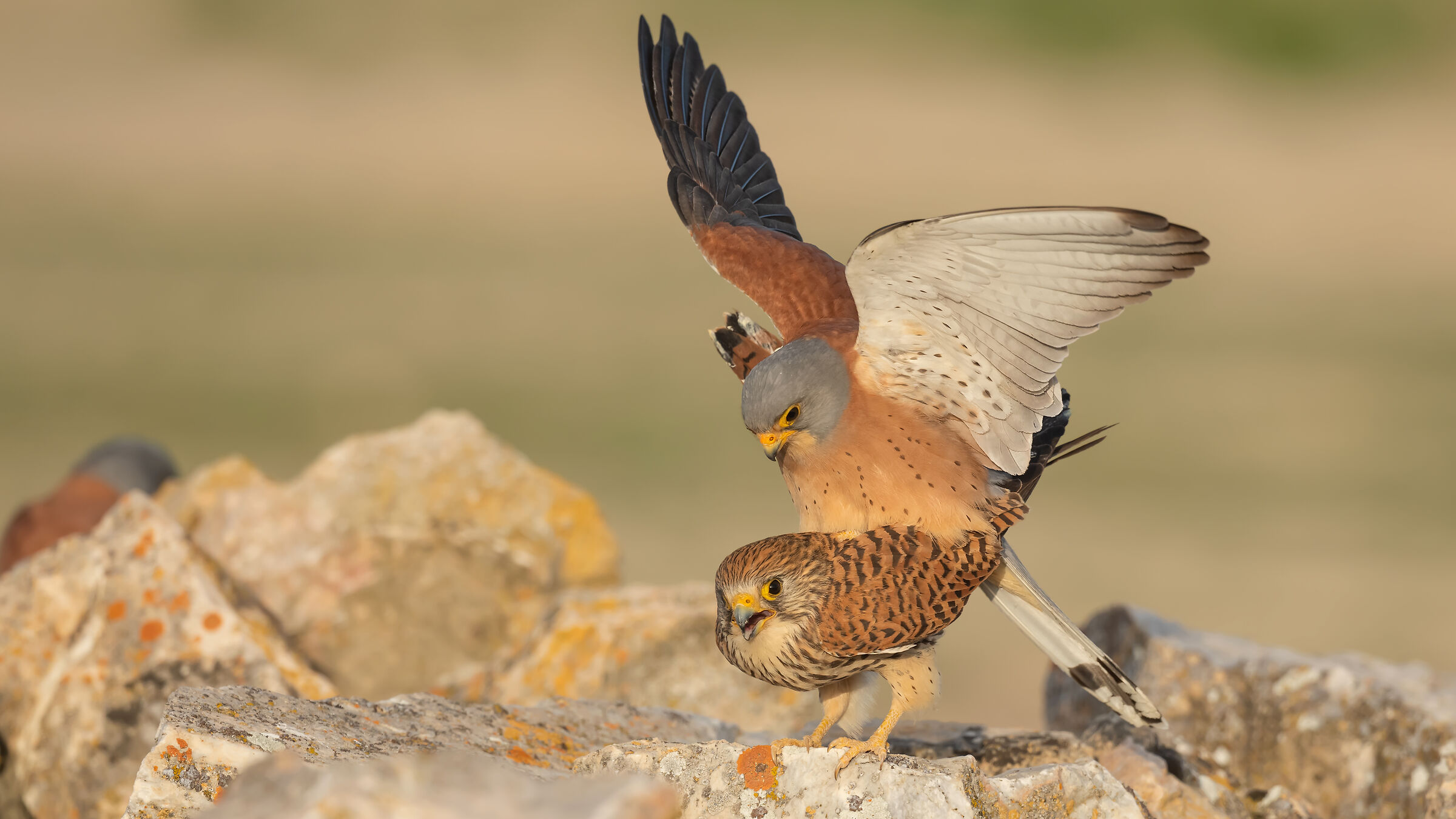 Falco naumanni » Lesser Kestrel