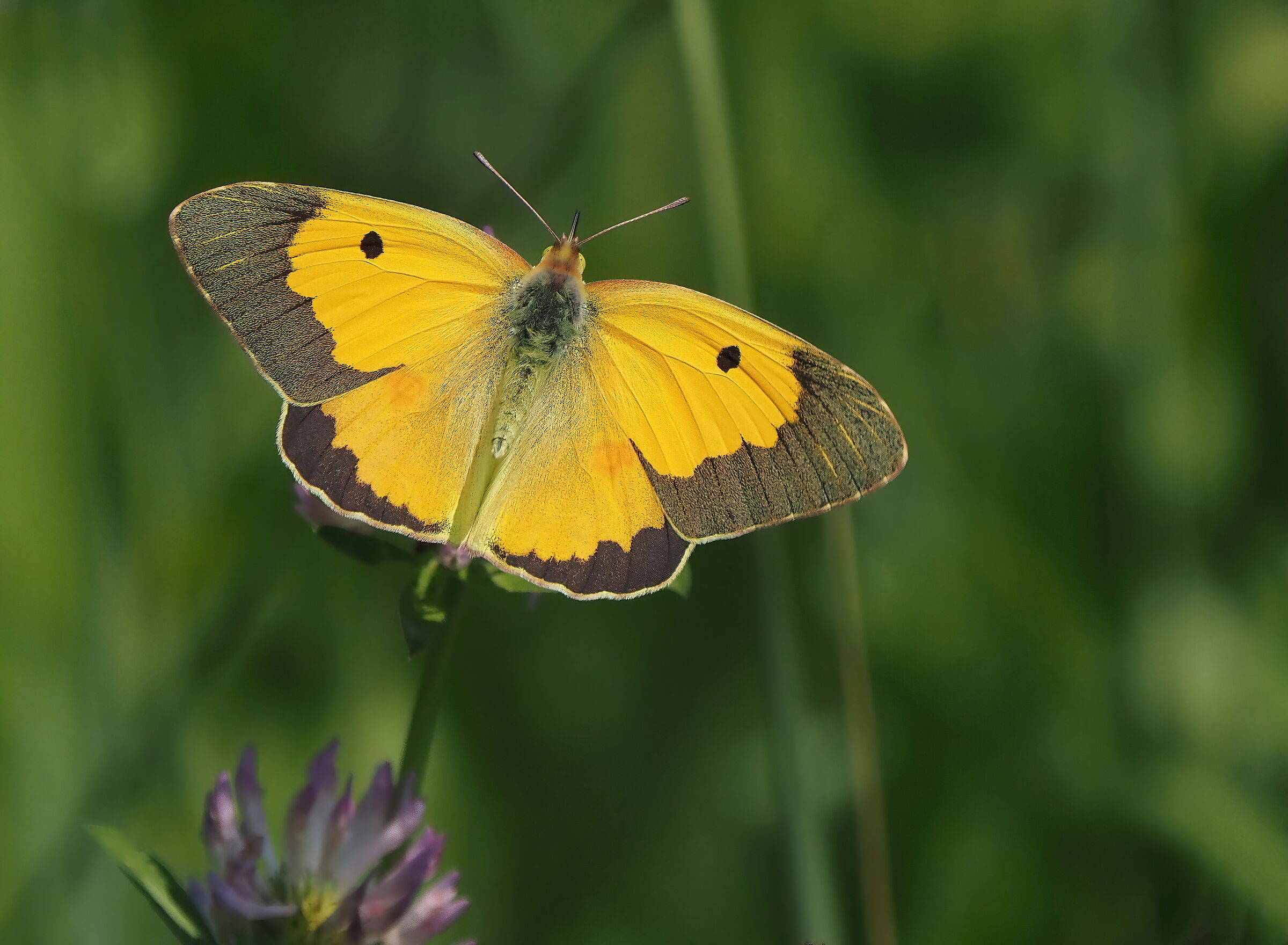 With outstretched wings