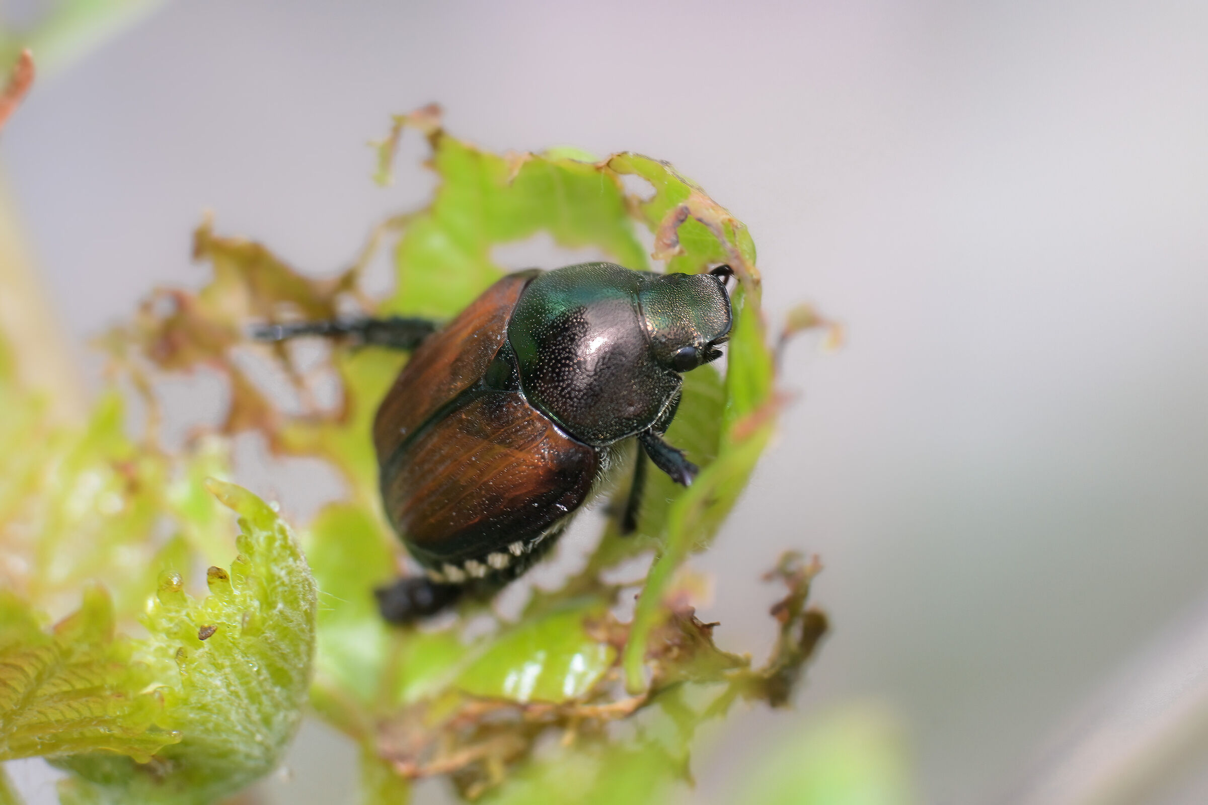 Popillia japonica