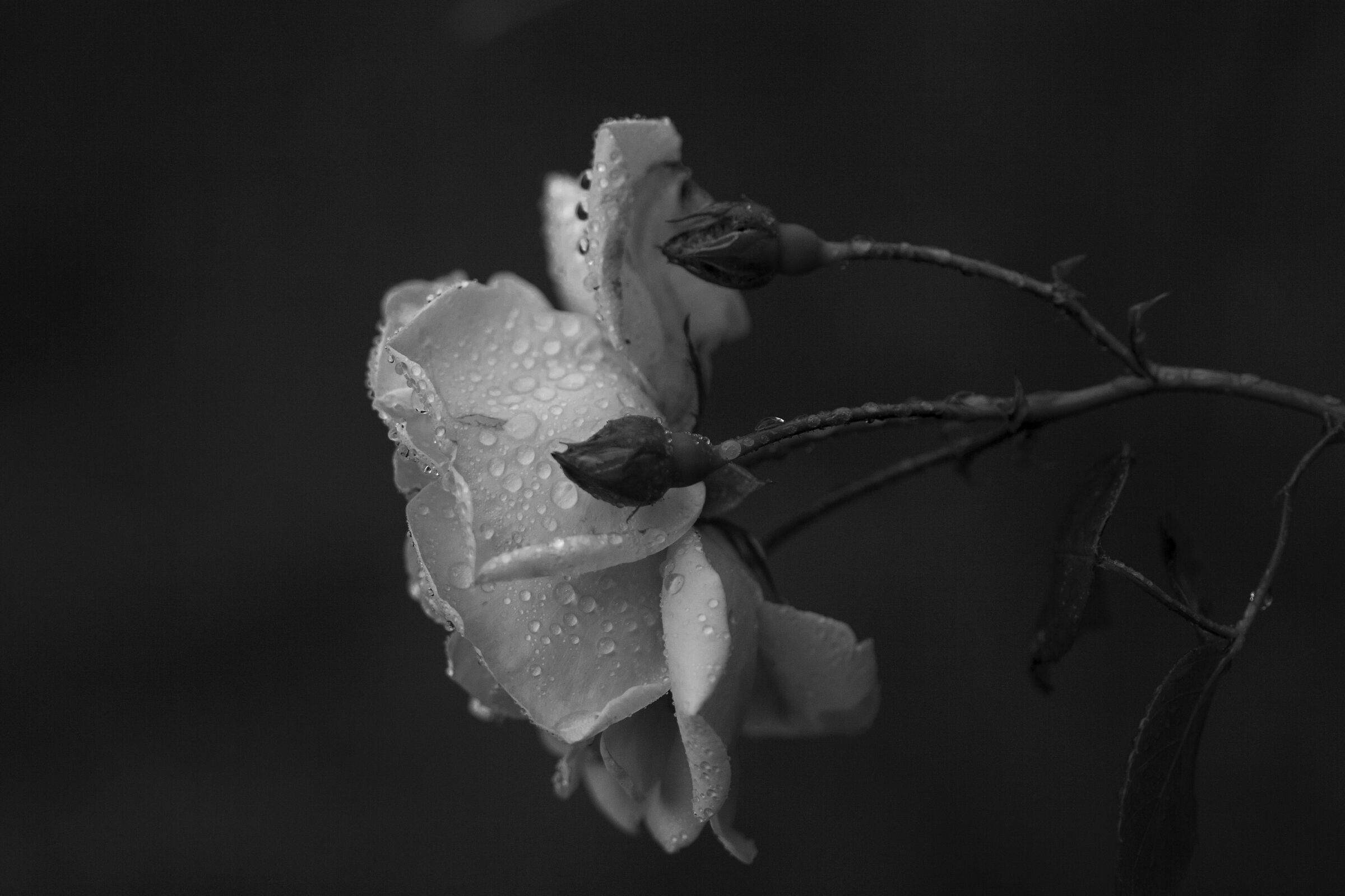 Dreaming of the rain.....