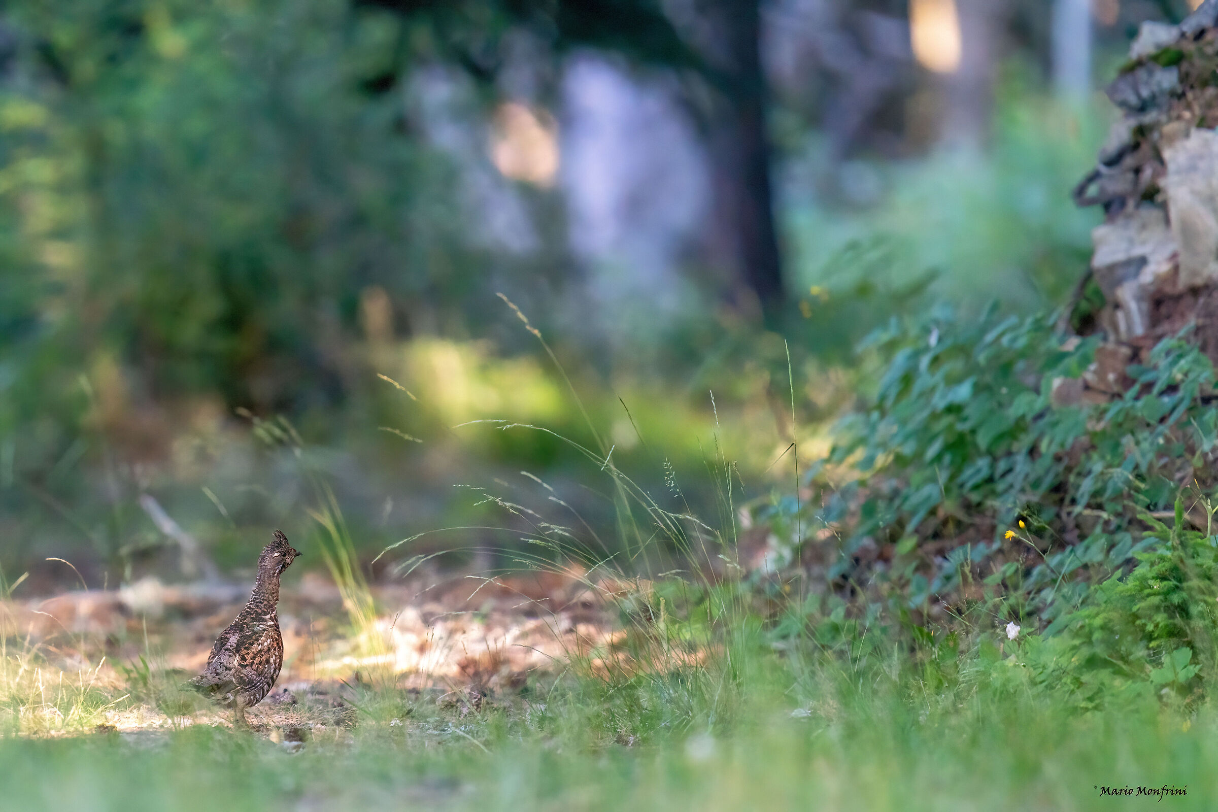 The ghost of the forest (Valtellina)