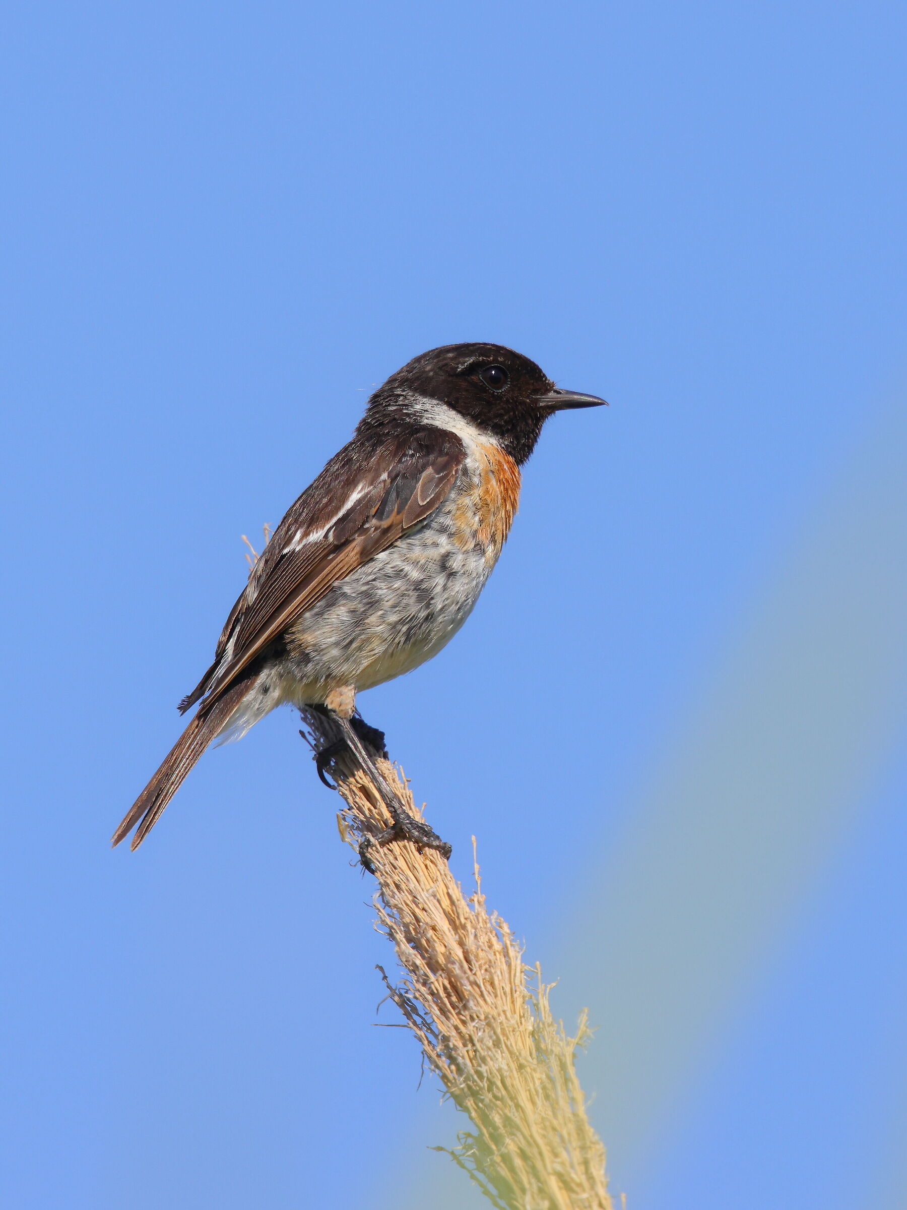 Saltimpalo (Saxicola torquatus)