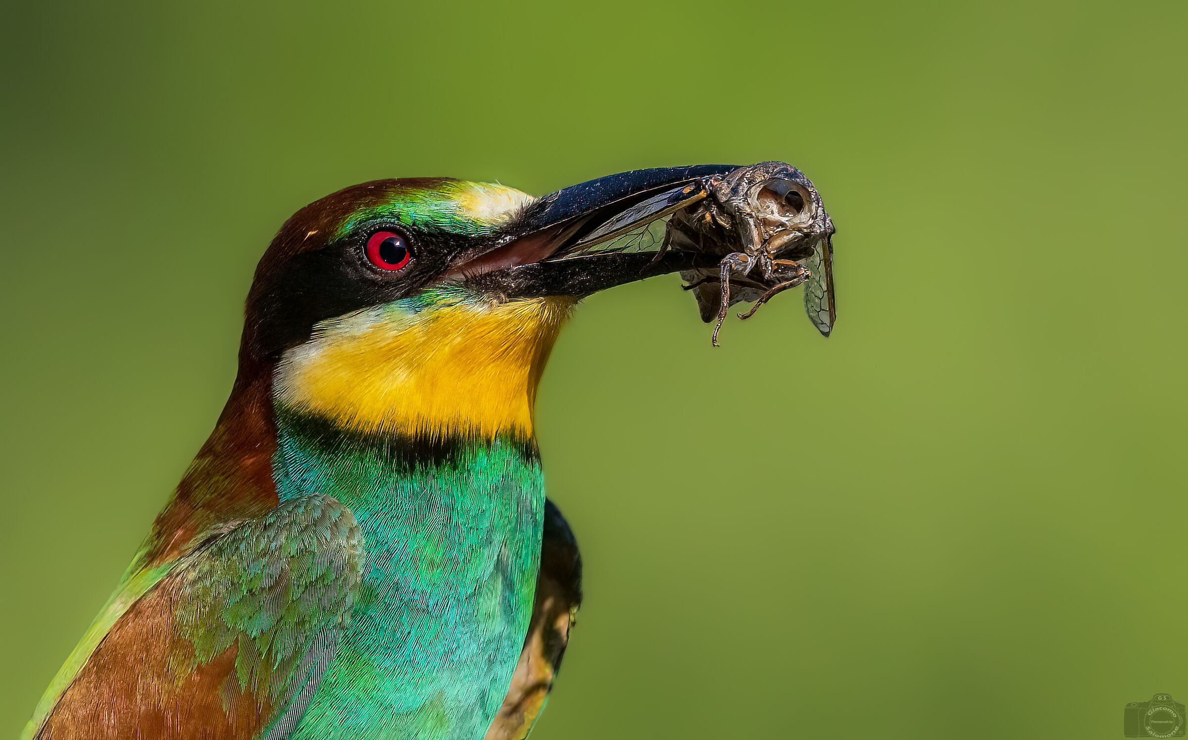 Bee-eater with Cicala.