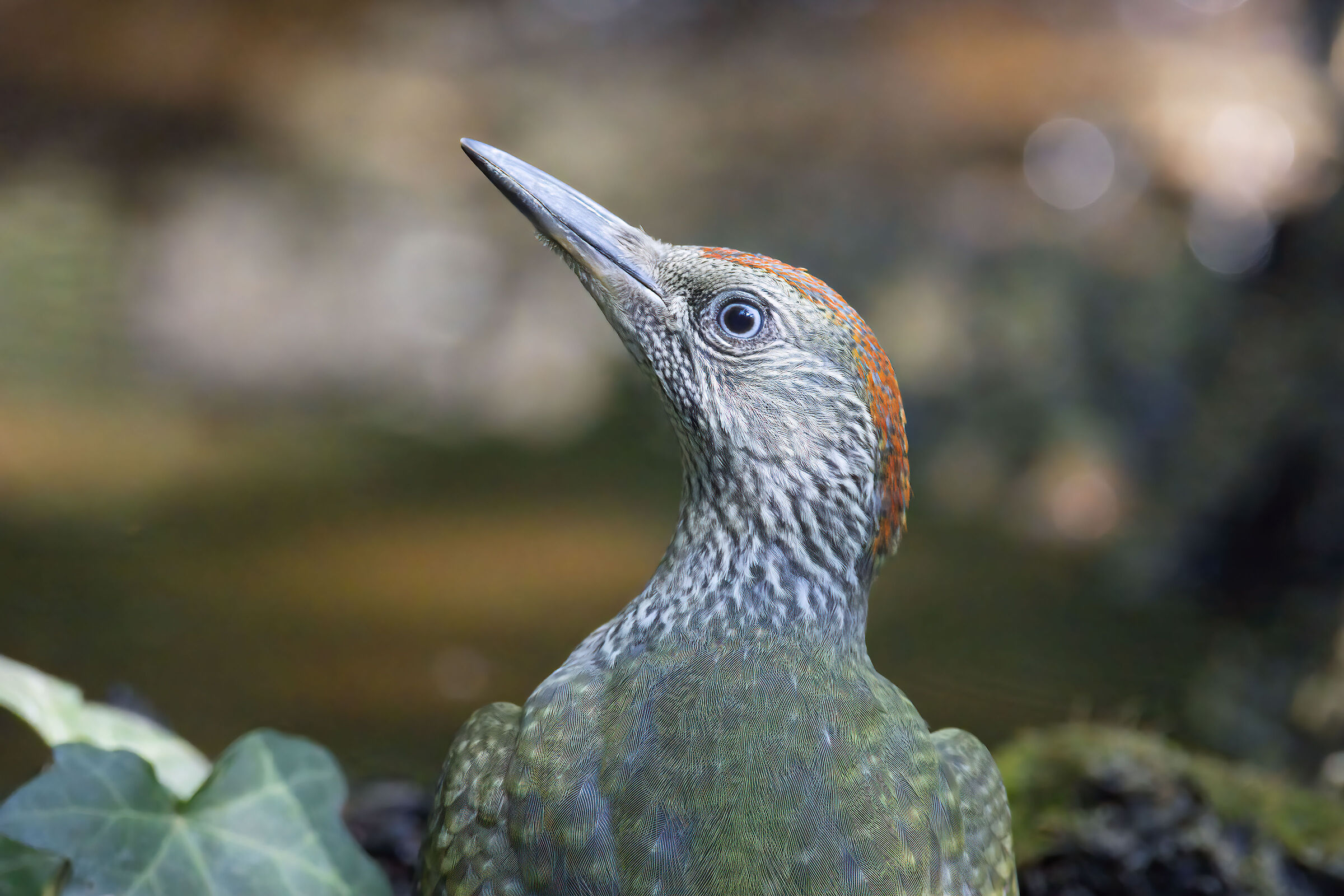 Primi piani: Picchio verde giovane