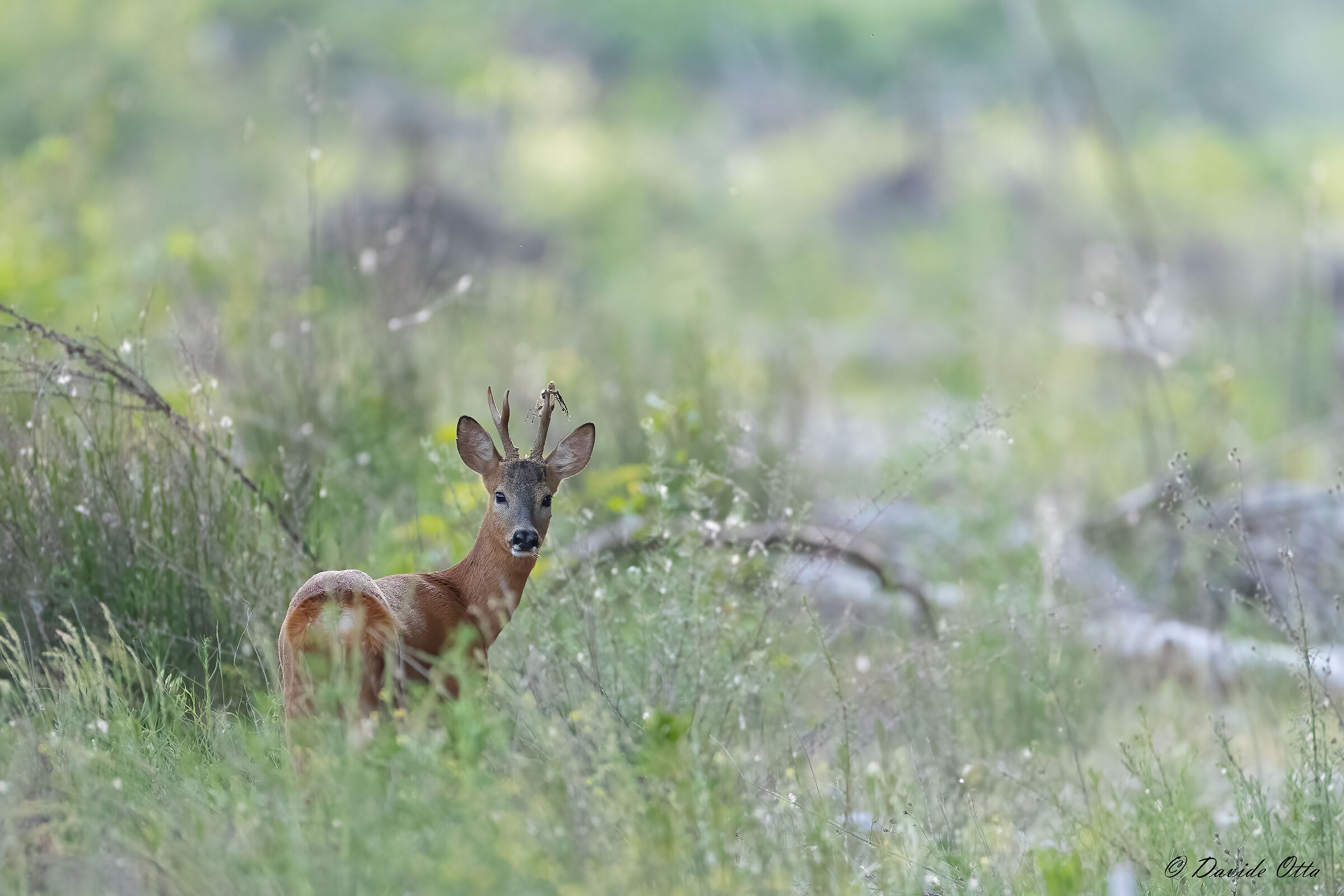The last piece of velvet