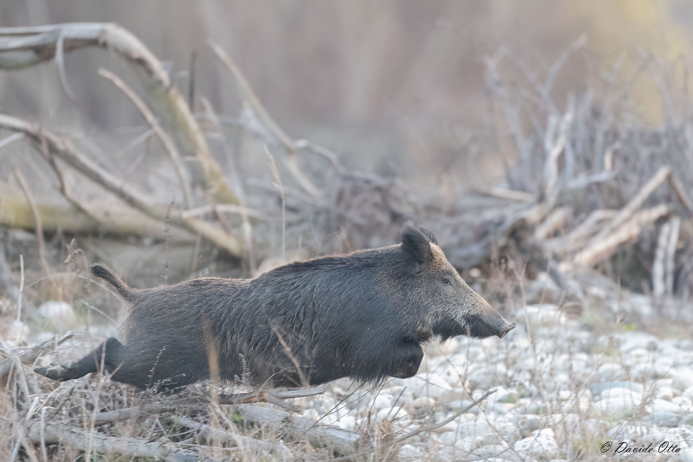 The "agility" of the wild boar