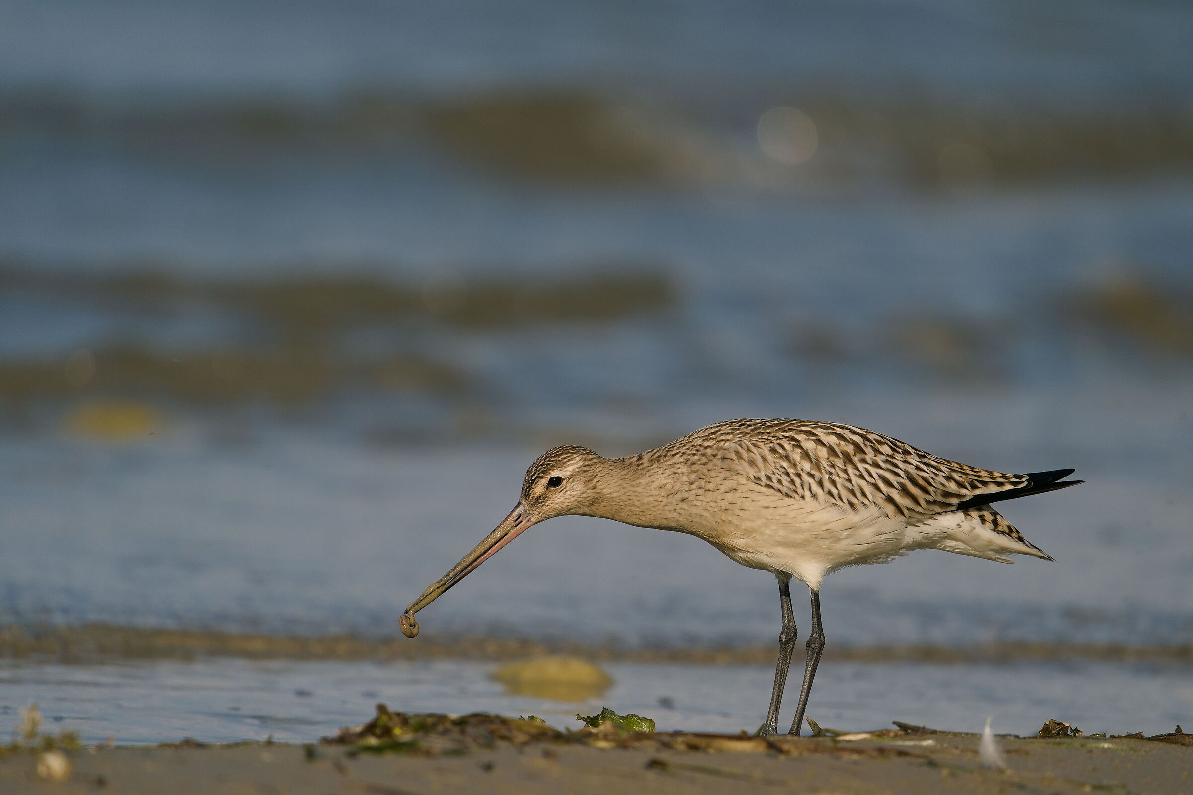 Bar-tailed godwit