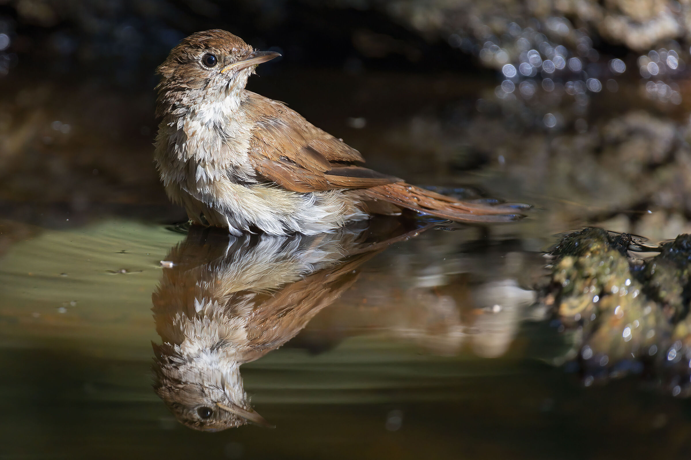 Usignolo allo specchio