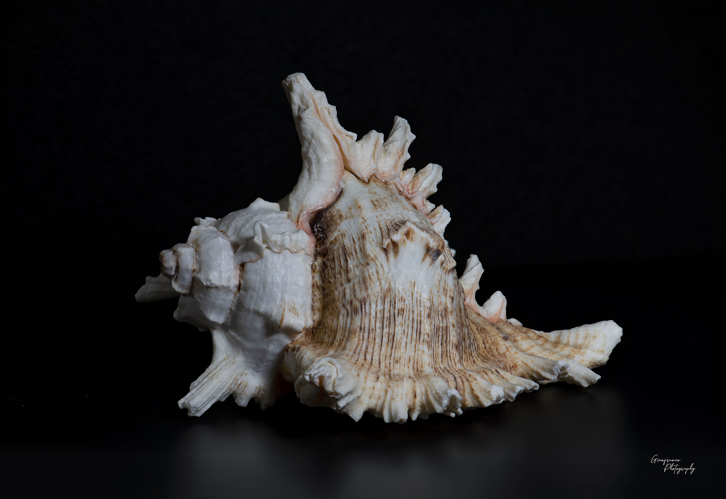 White spiny conch