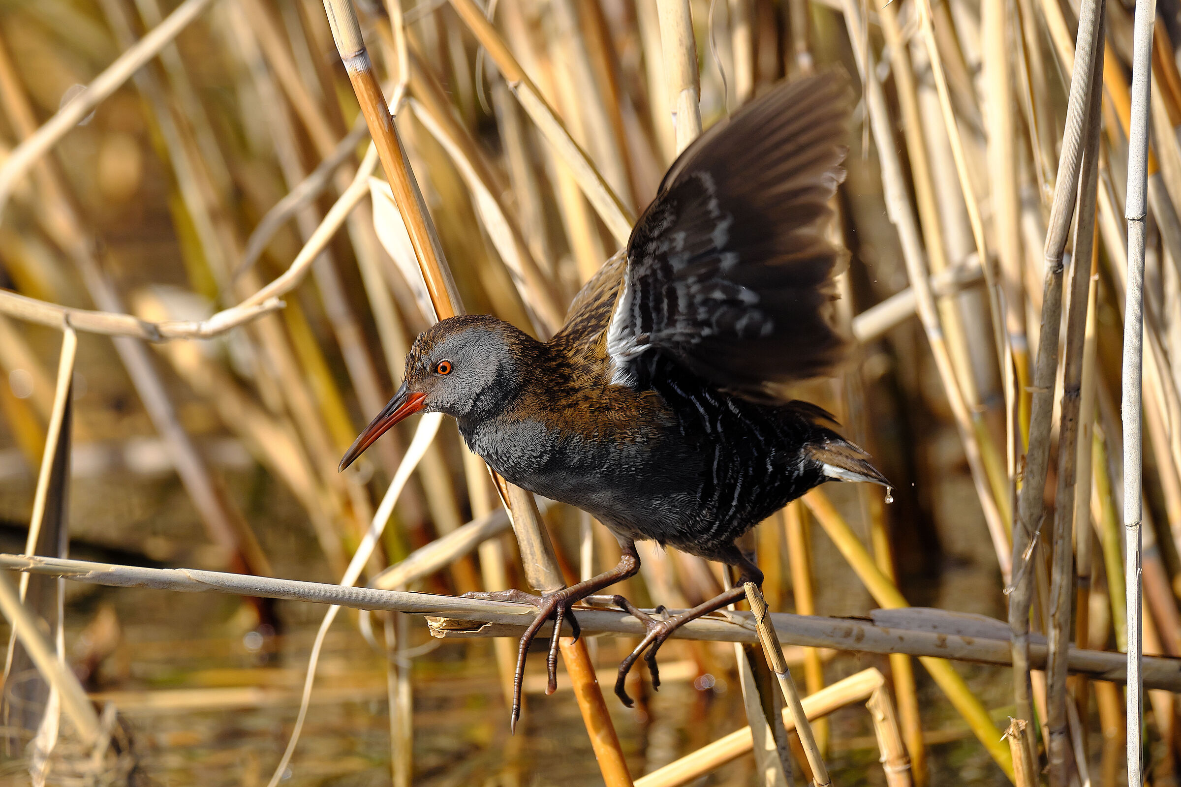 Water rail