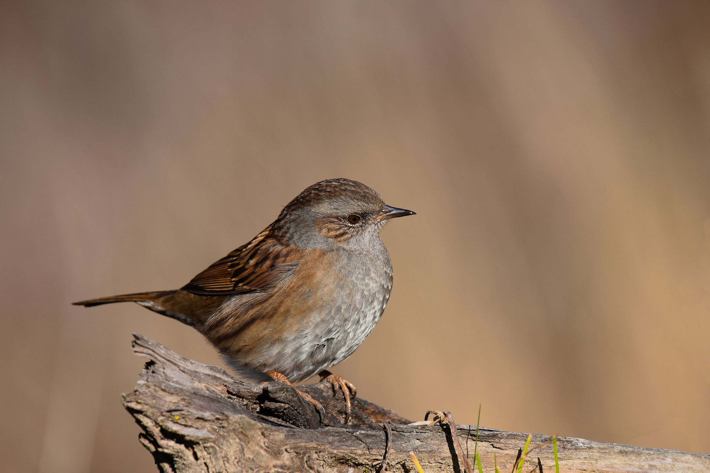 Dunnock