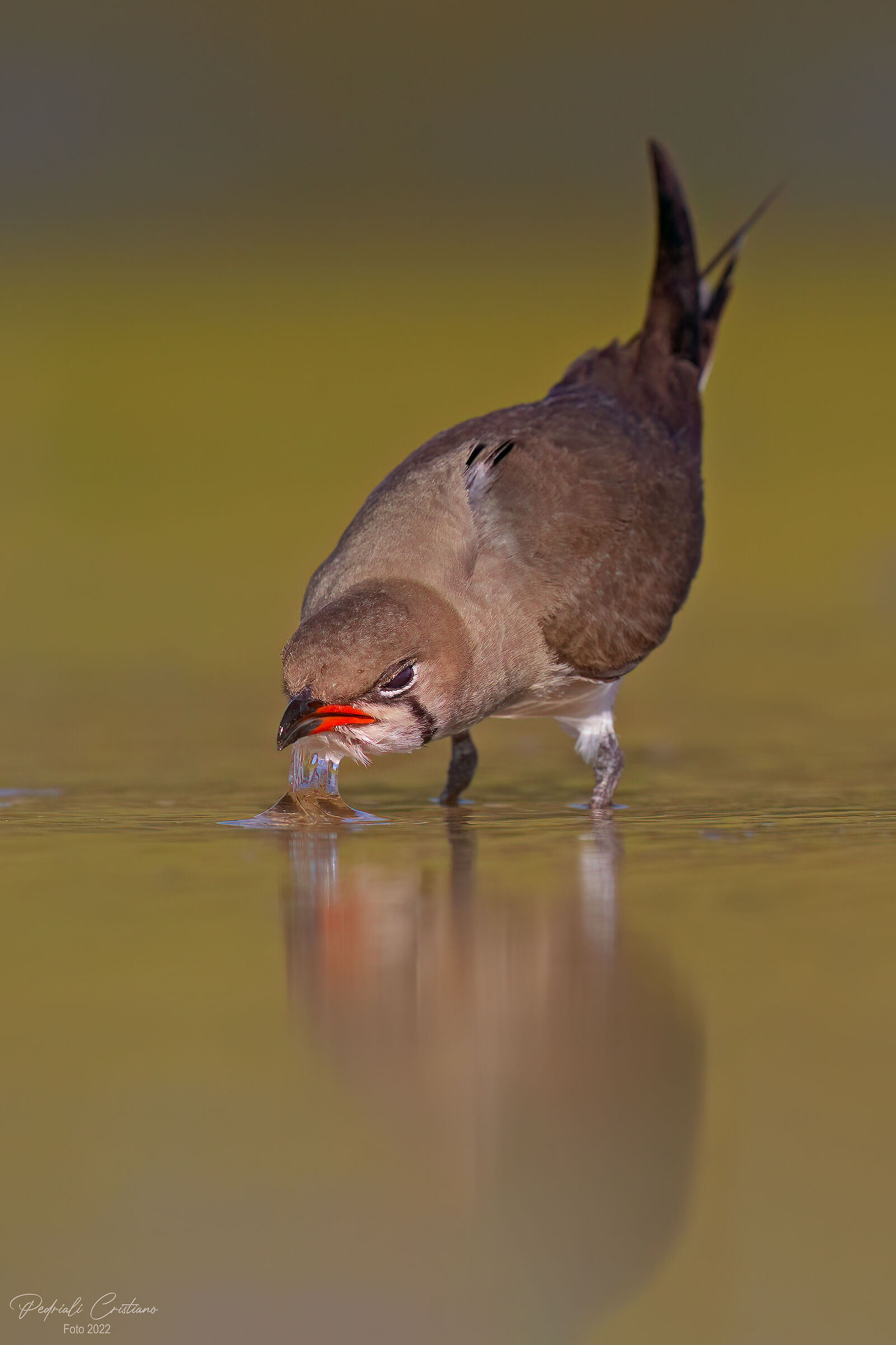 Partridge of the sea... thirst