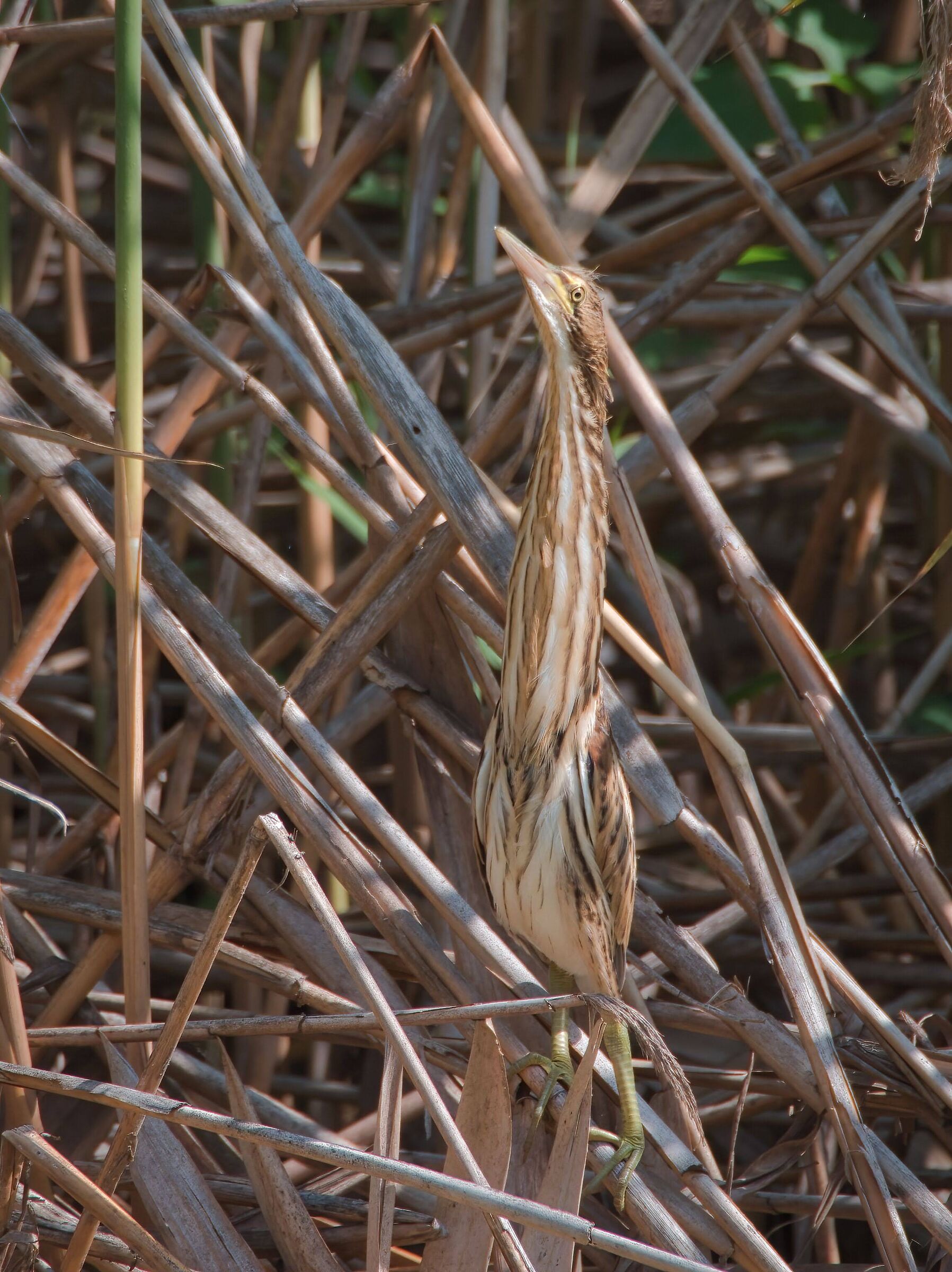 Bittern juv