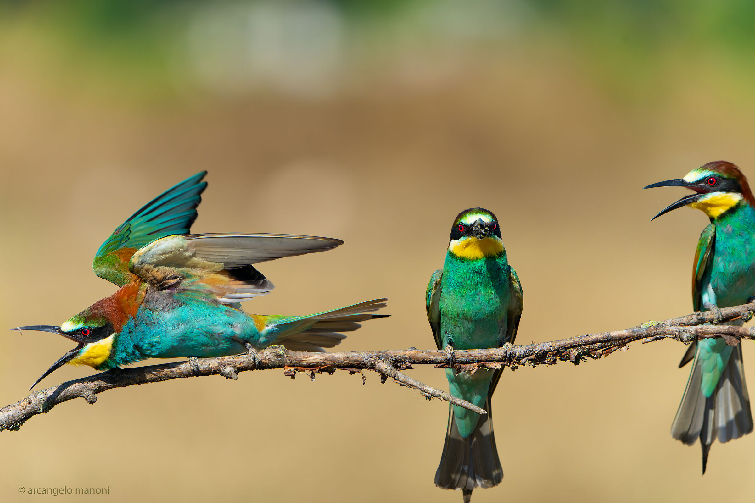 Skit between bee-eaters