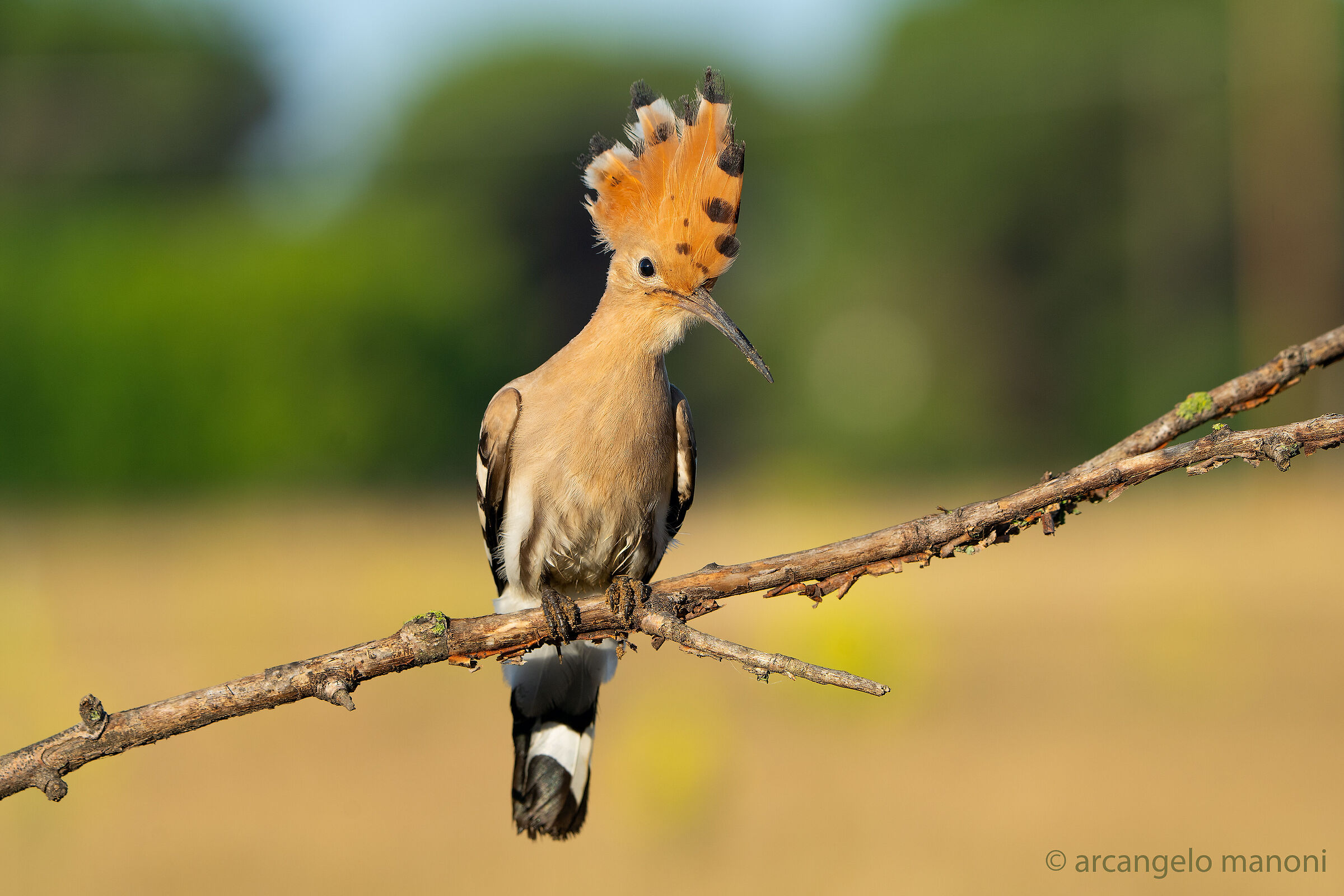 Il galletto marzaiolo