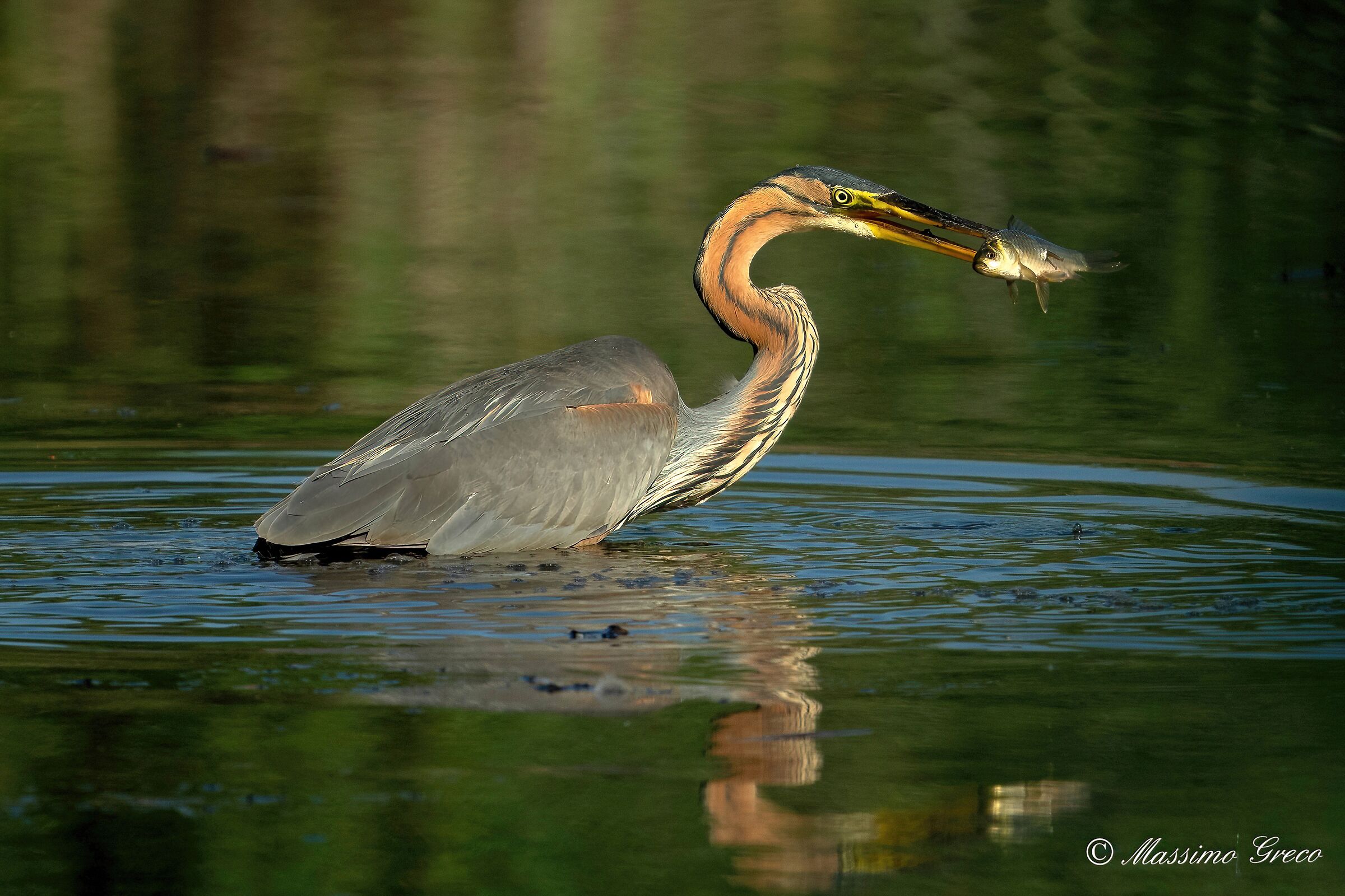 Red heron with prey