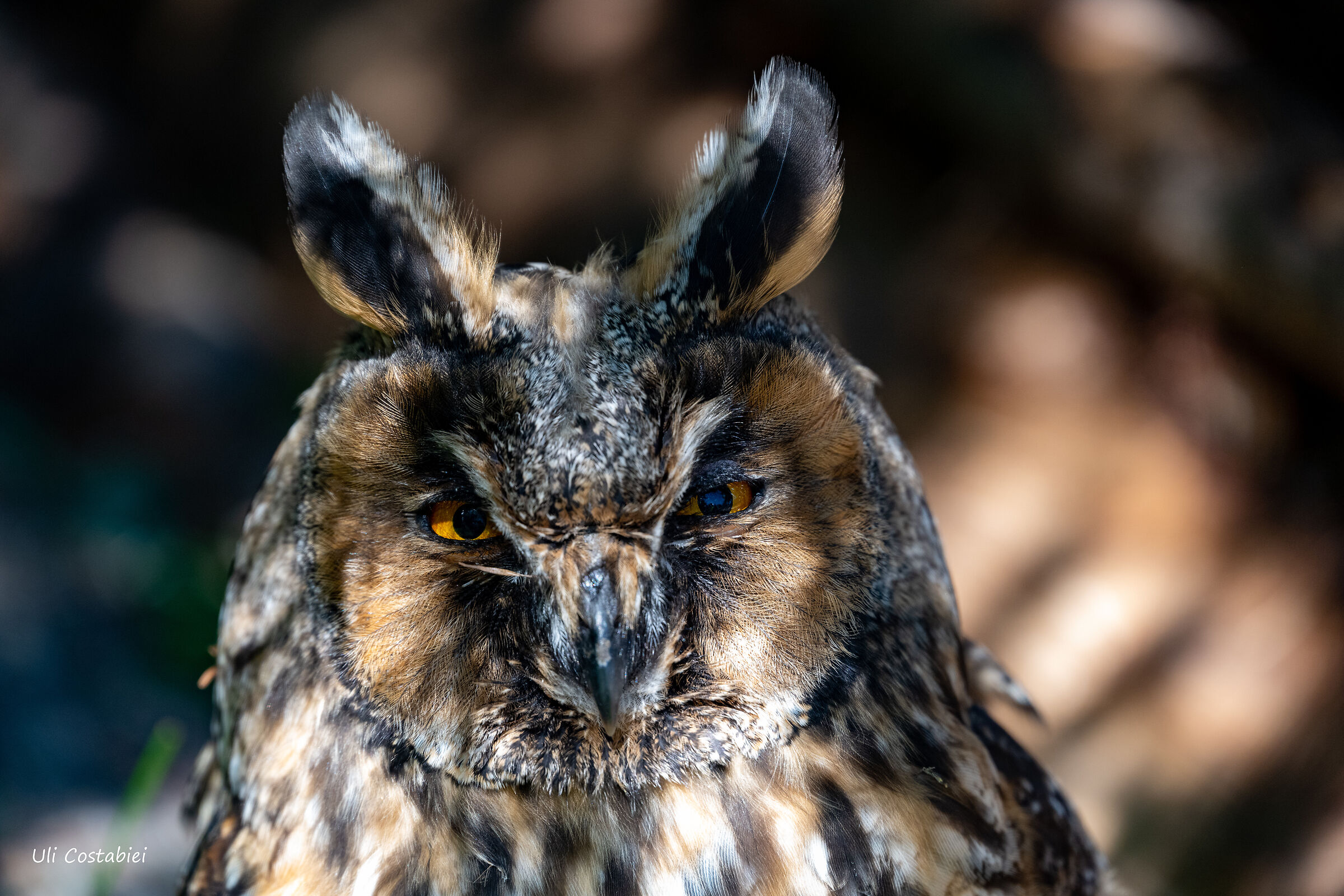 Unexpected encounter in the woods of Armentara