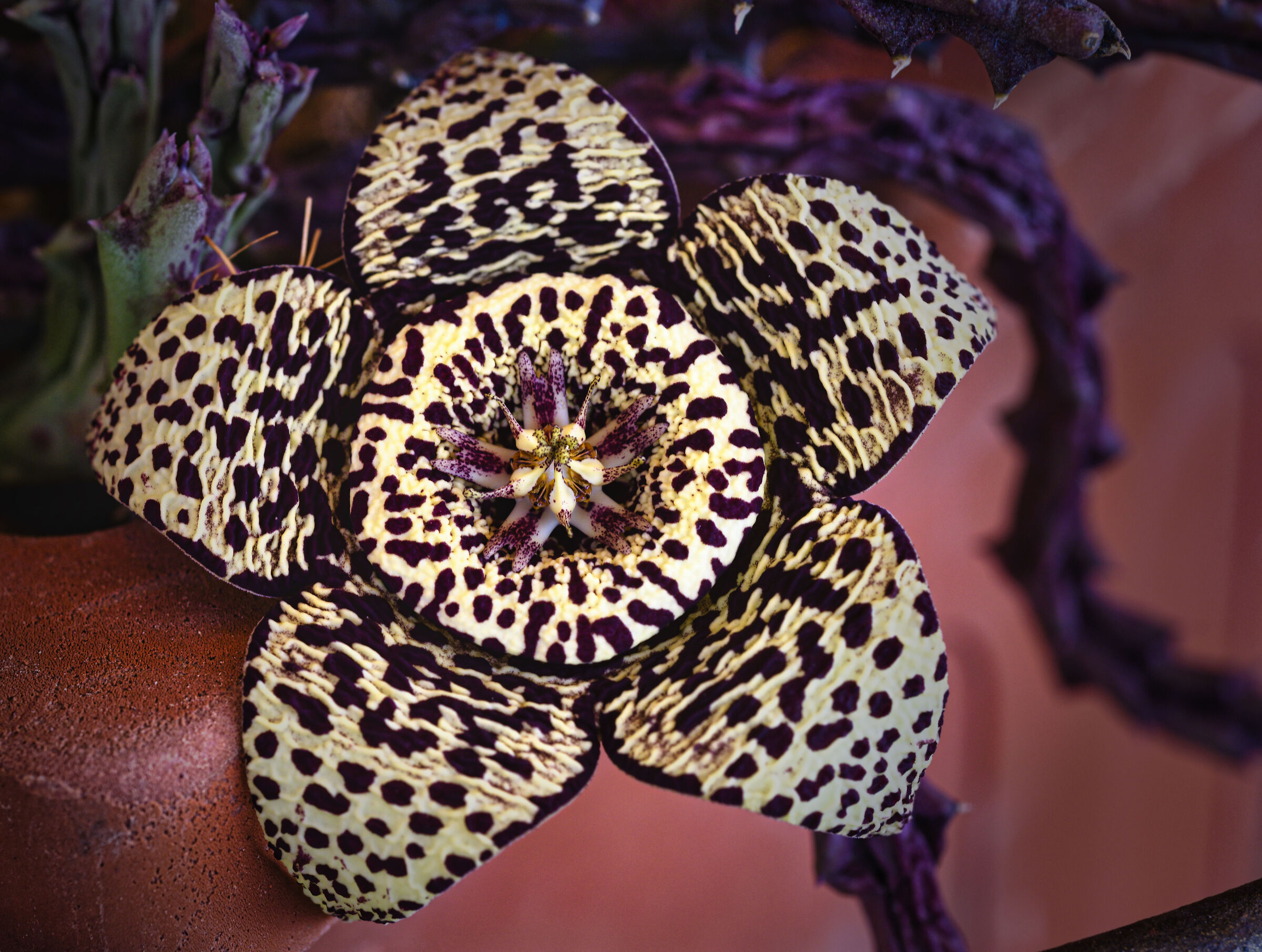 Stapelia variegata