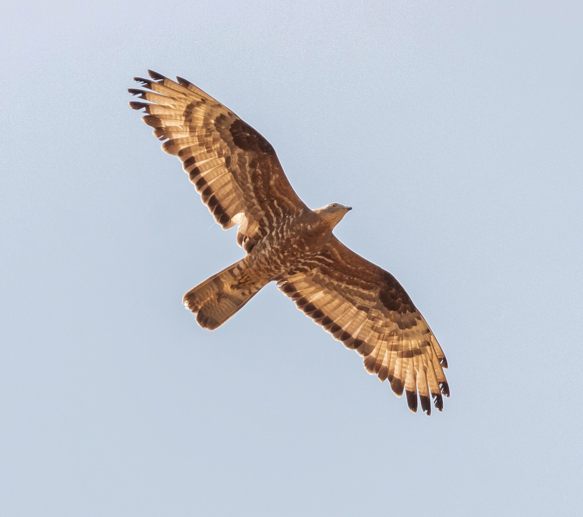 Falco Pecchiaiolo in volo 18/07/2022