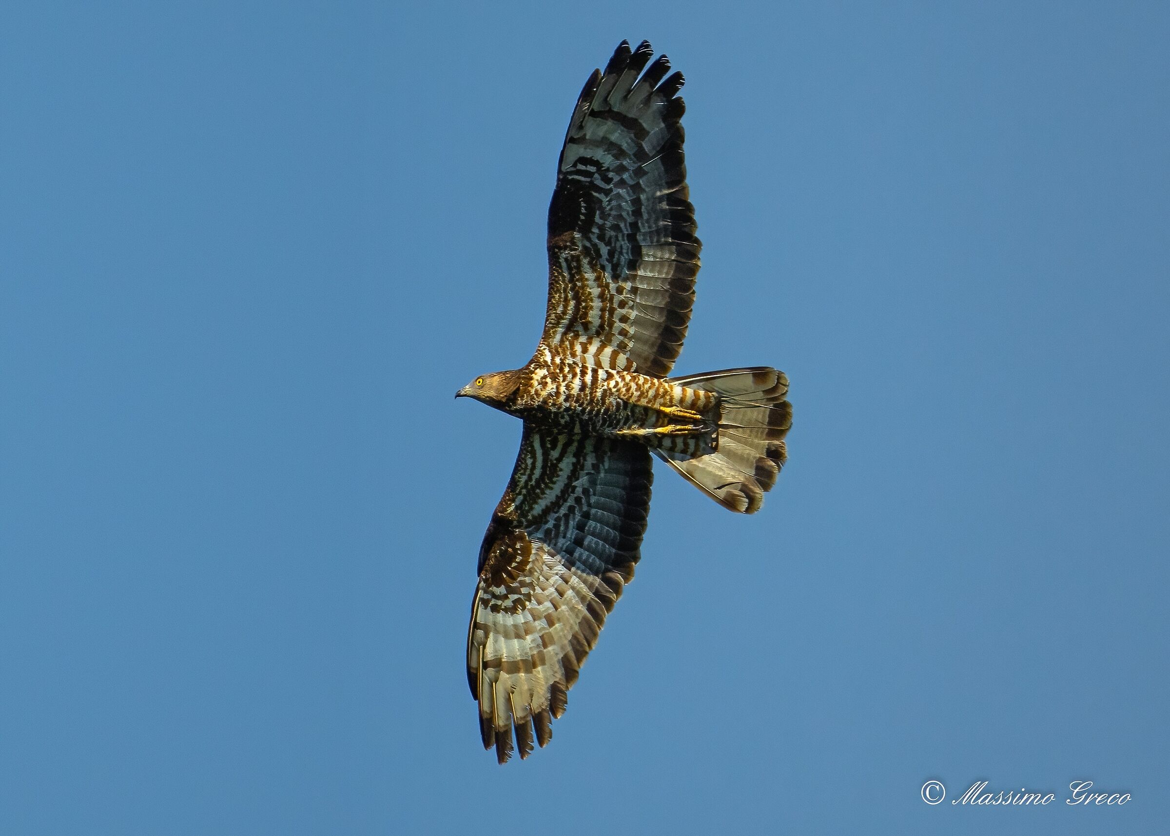 Pecchiaiolo (Pernis apivorus)