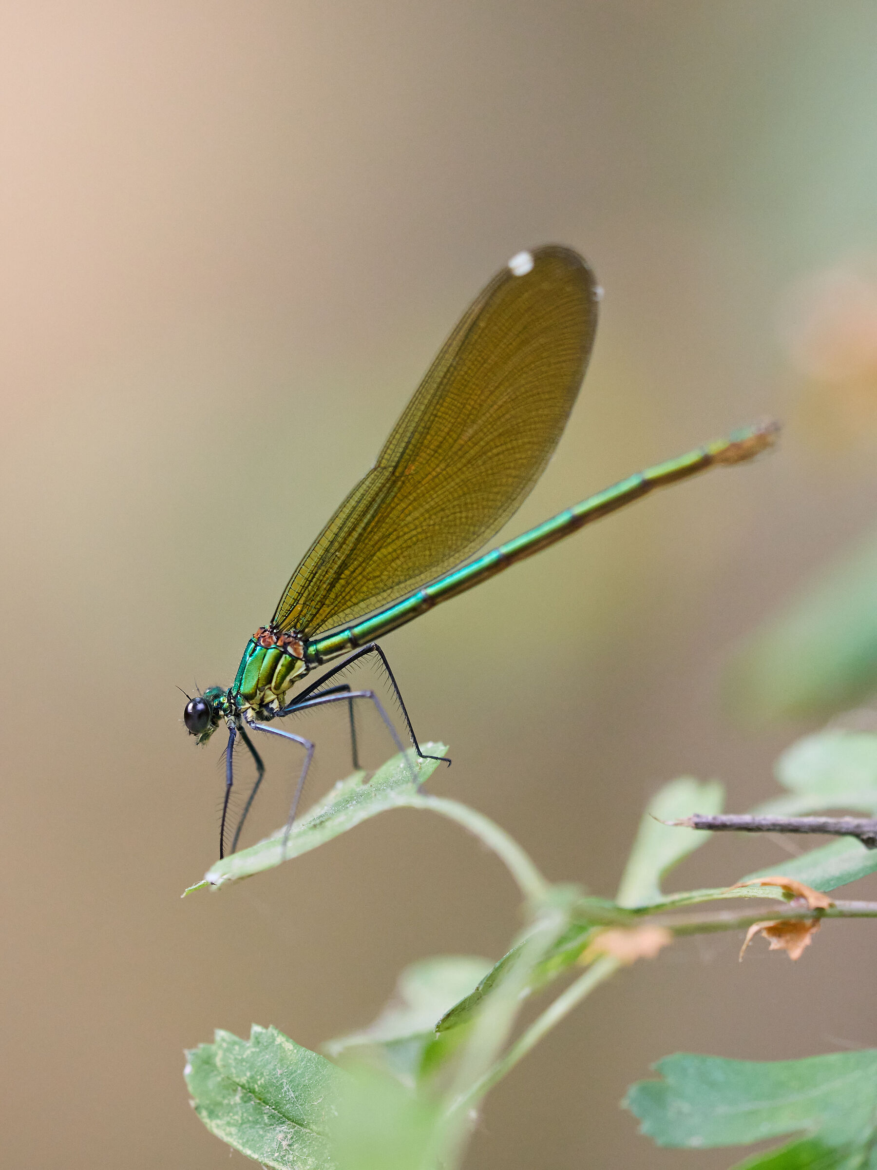Libellula