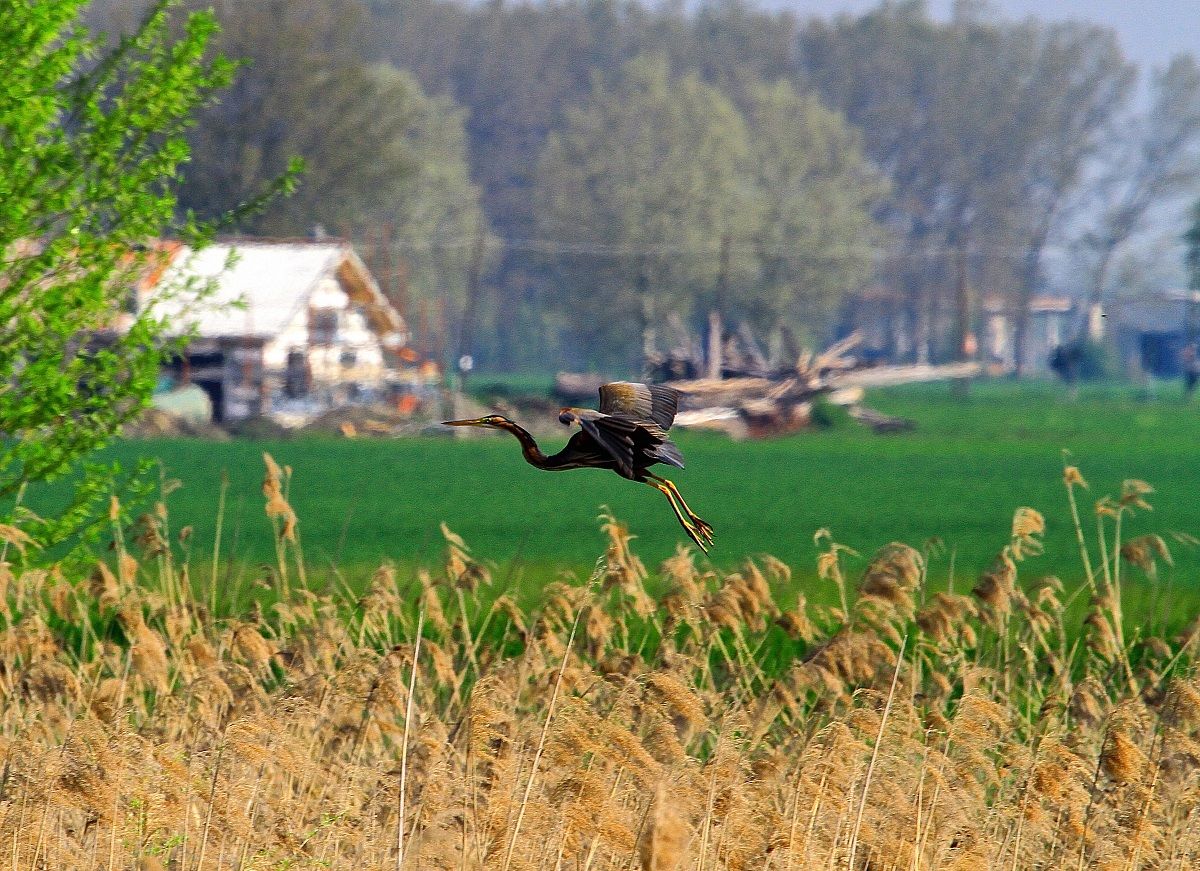 airone rosso in partenza