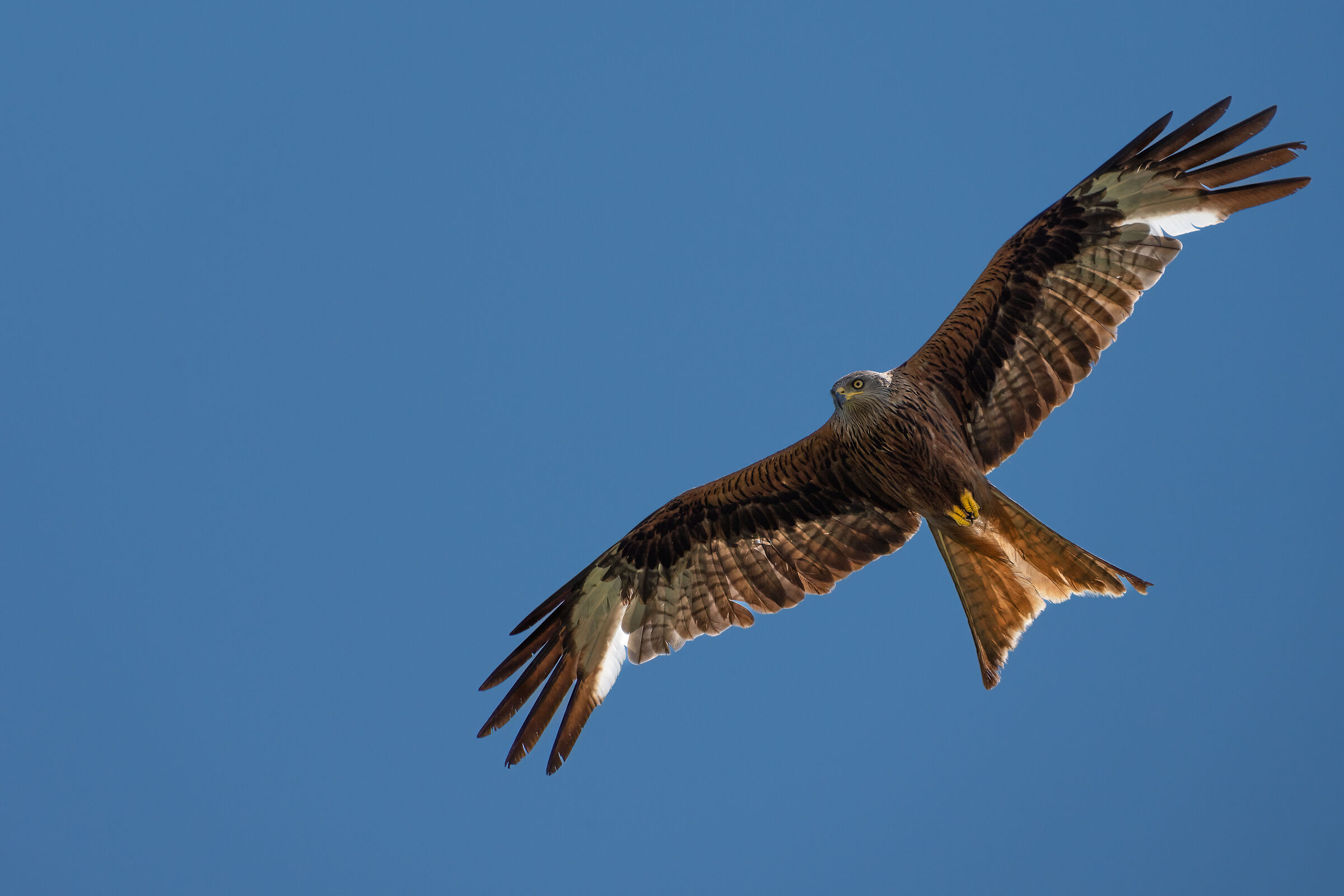 Nibbio reale (Bastia - Corsica)