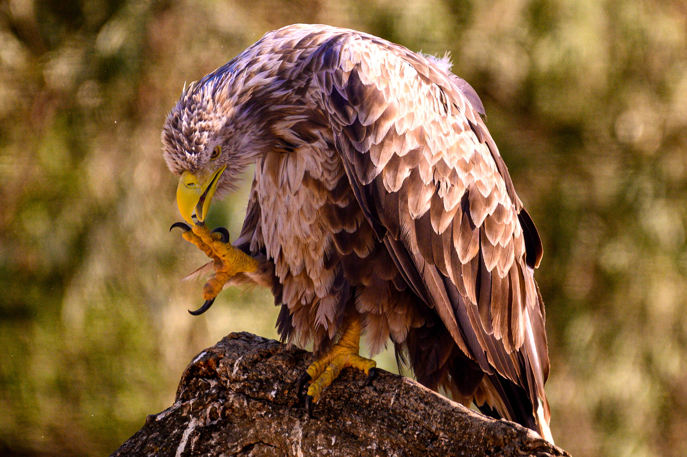 ...aquila di mare coda bianca...