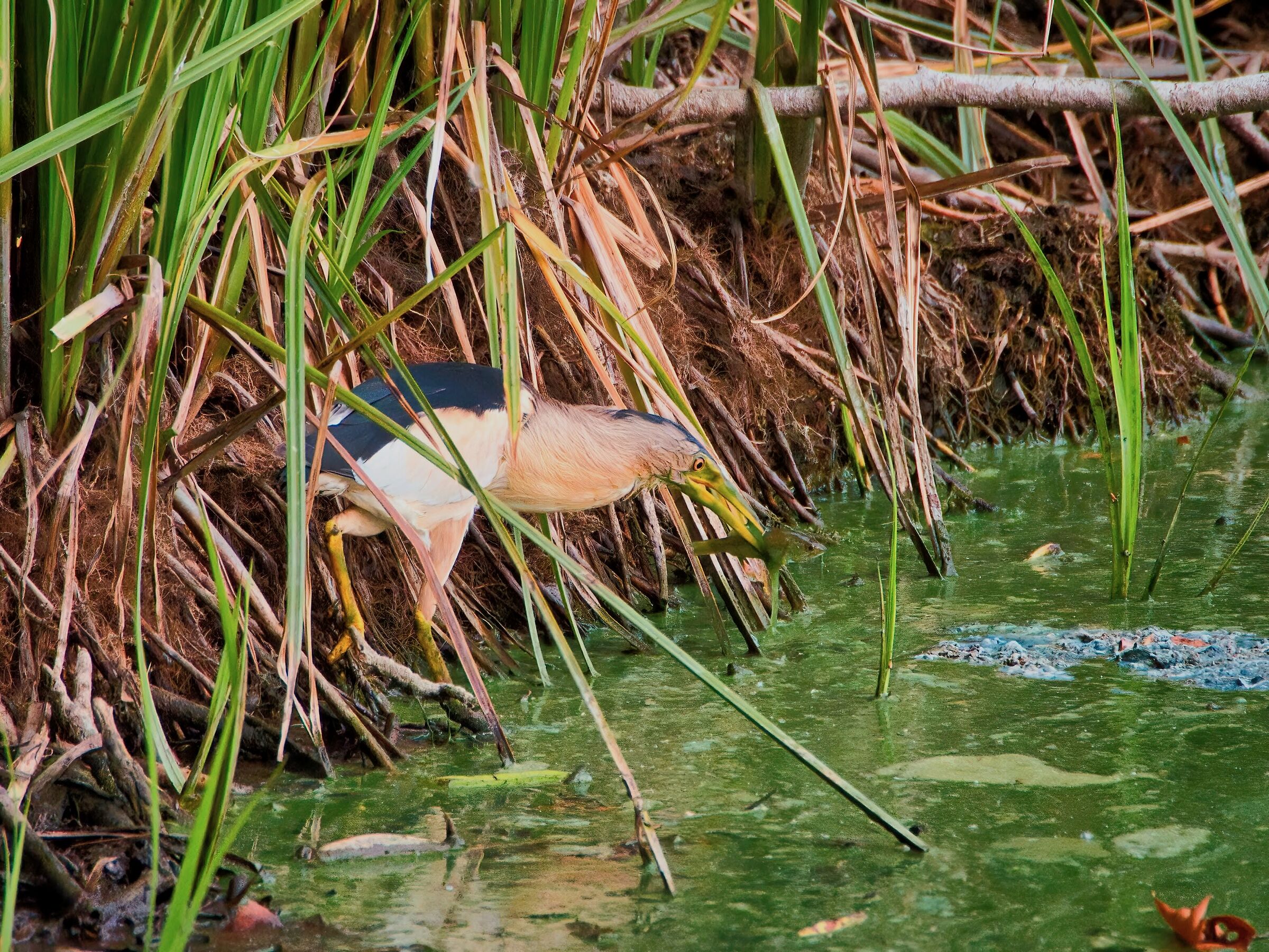 Male bittern with prey