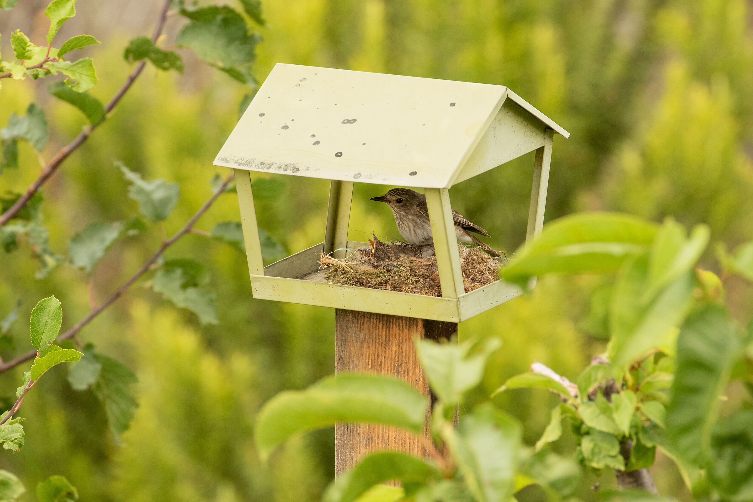 Nido di Pigliamosche