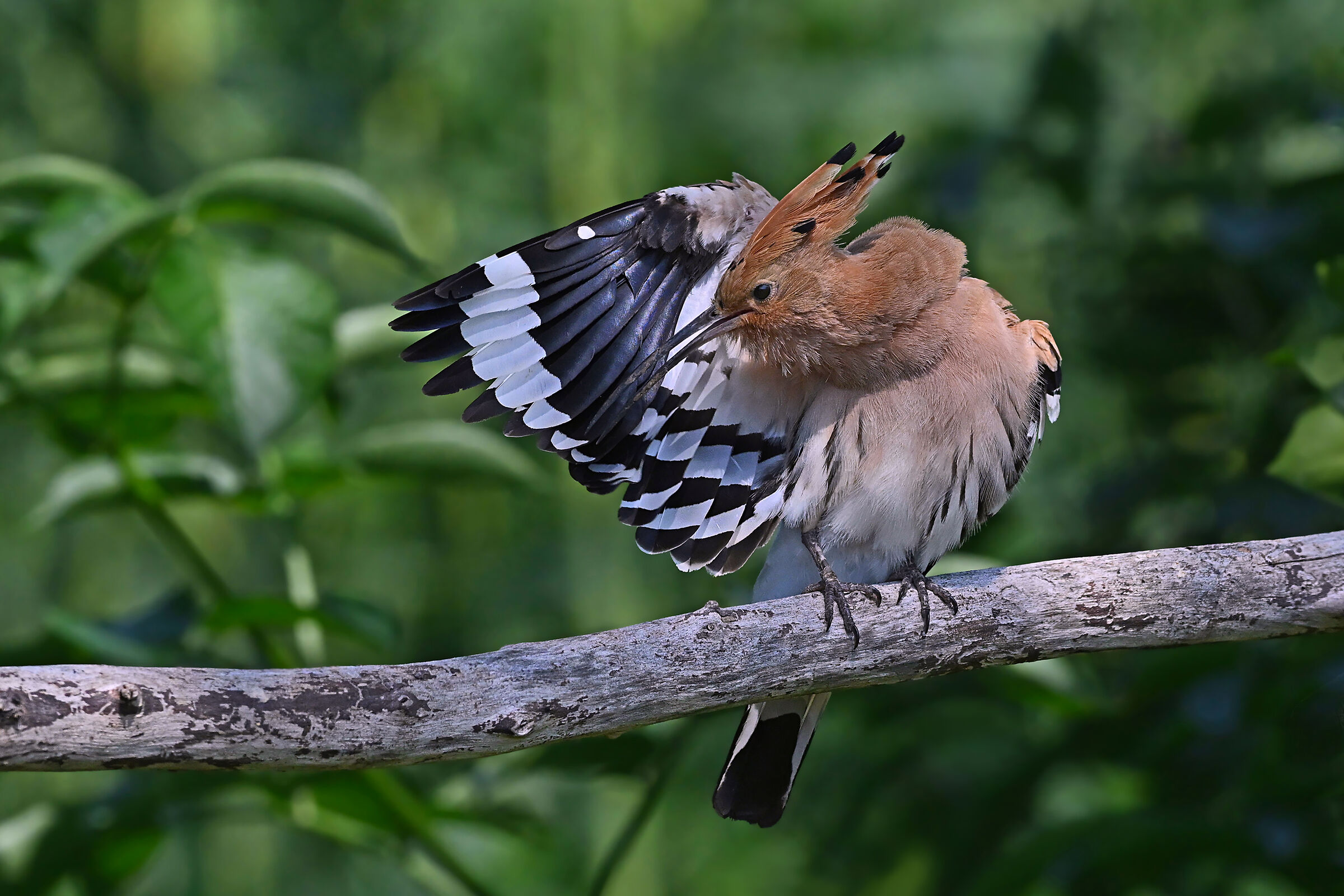 Stories of feathers 5 (Hoopoe)