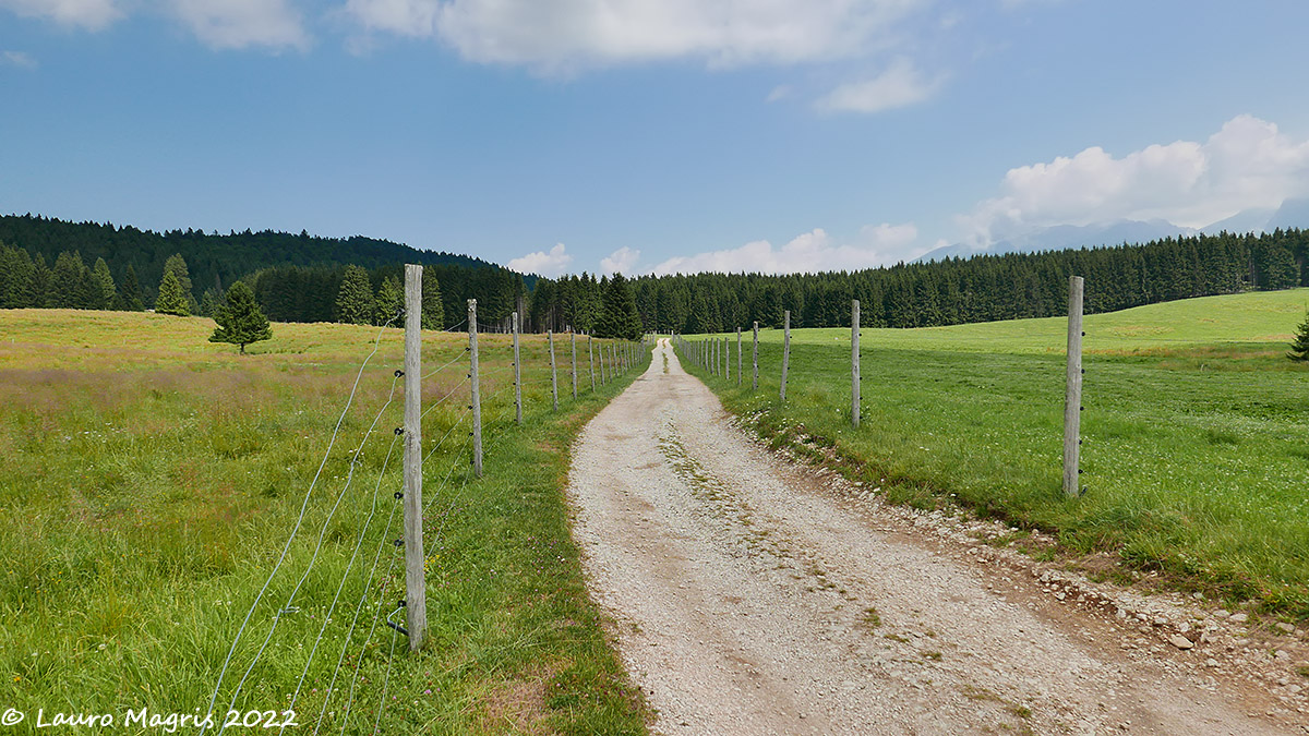 The way to the woods