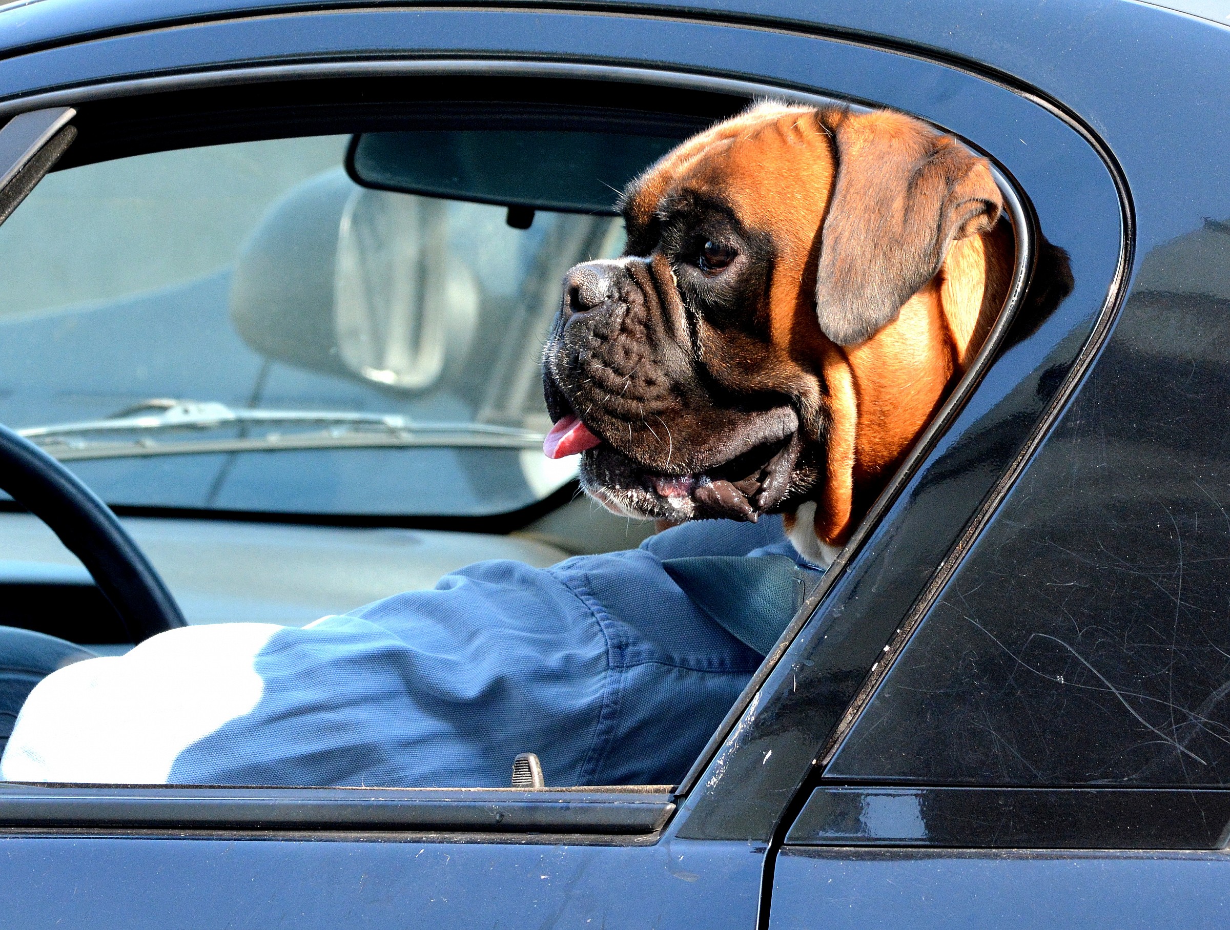 guide your dog .....................