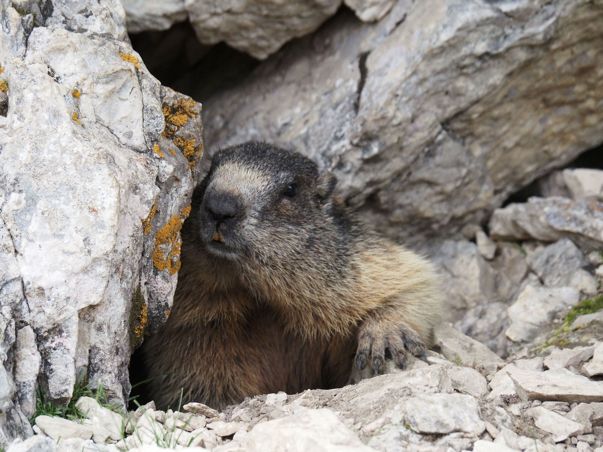 Mondeval Marmot