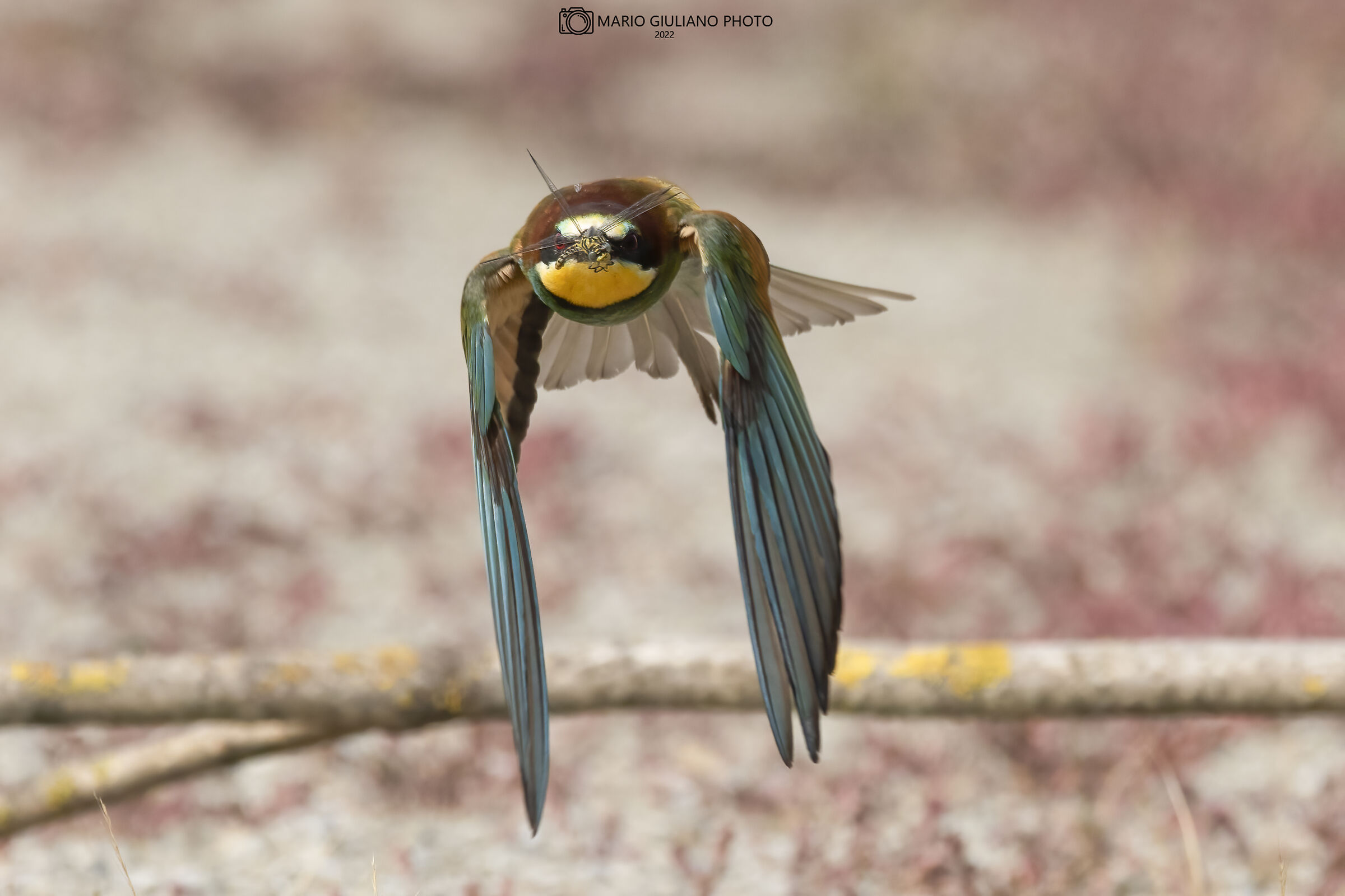 Bee-eater